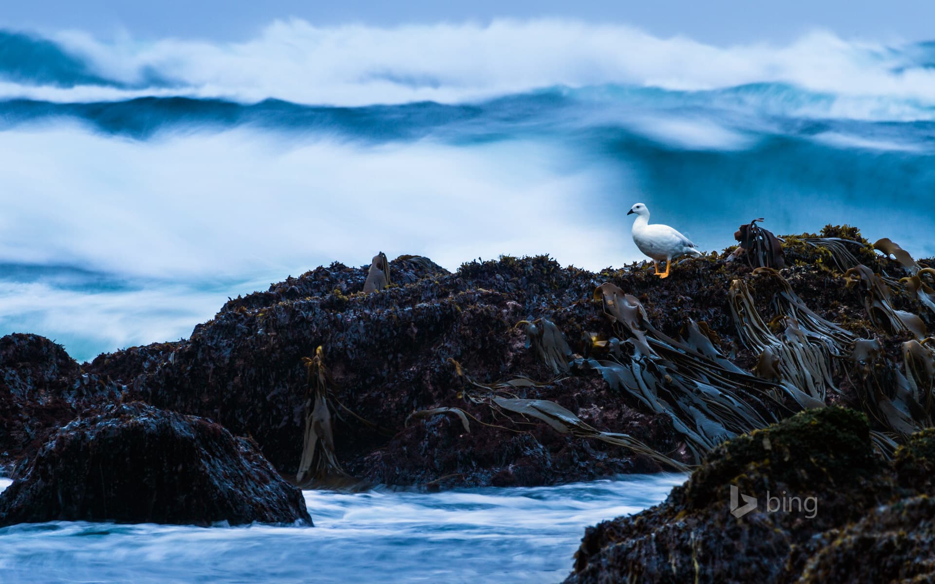 Bing Wallpaper: Kelp goose on Cole-Cole Beach, Chiloé National Park, Chiloé Island, Chile
