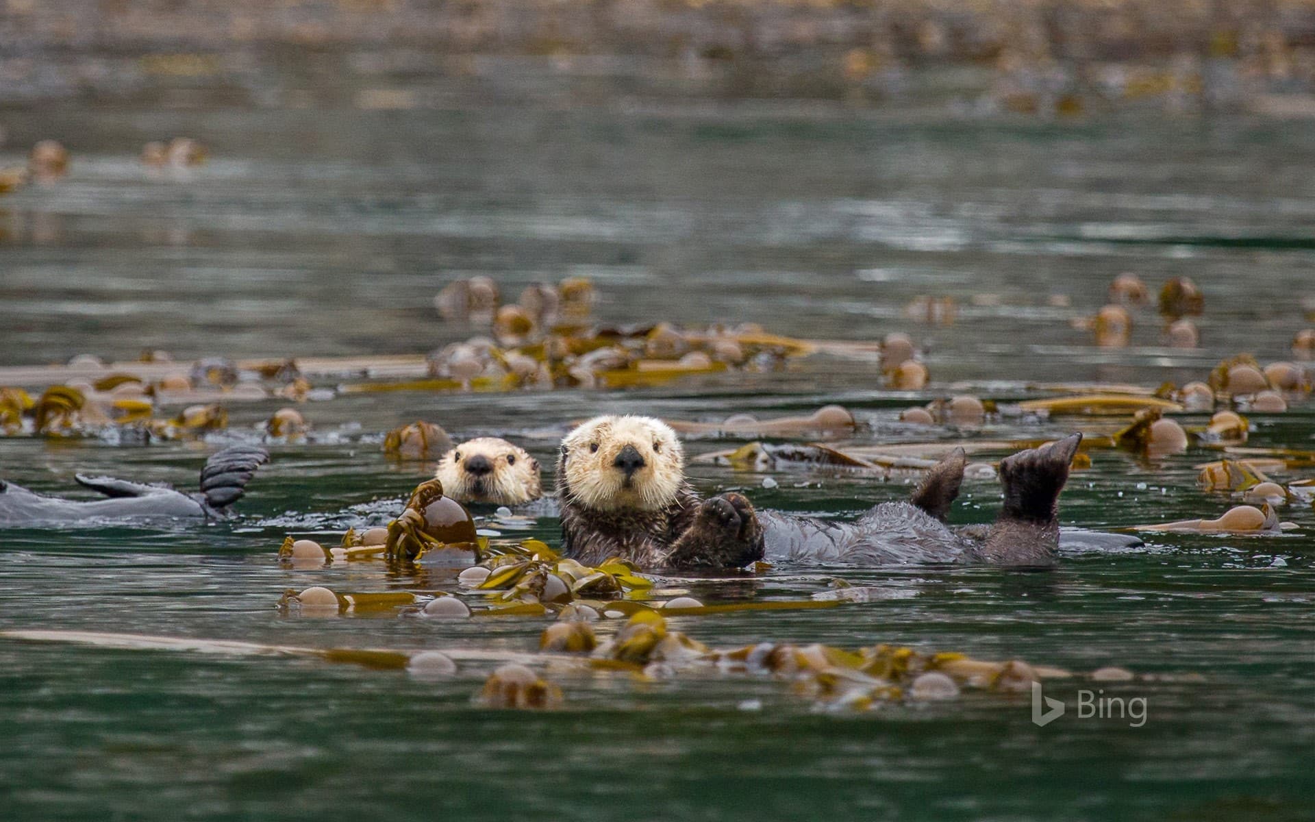 Bing Wallpaper: Sea otters in Alaska’s Inside Passage
