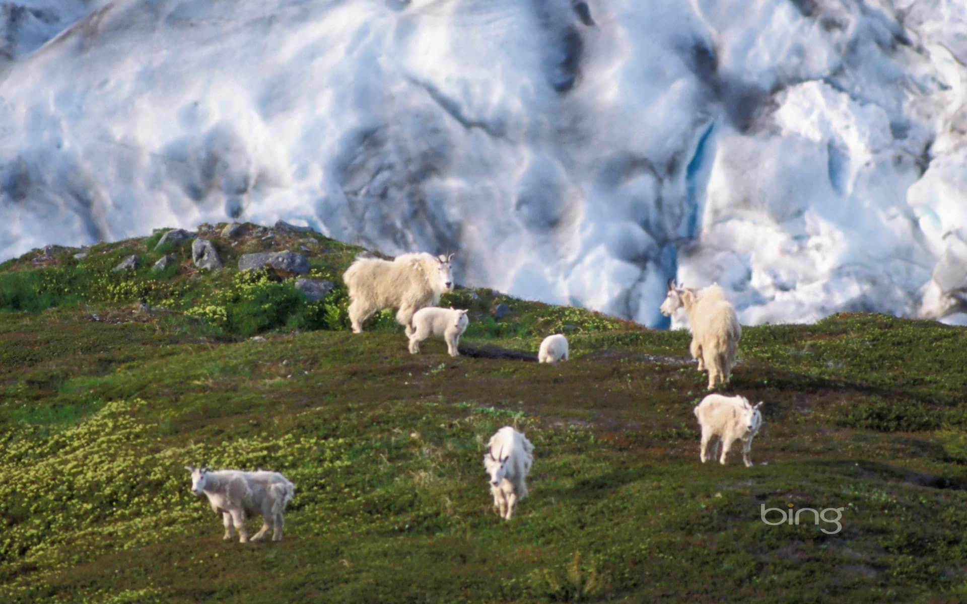 Bing Wallpaper: Mountain goat herd on a hillside near Exit Glacier, Kenai Fjords National Park, Alaska