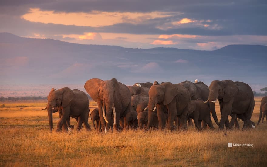 African elephant herd, Amboseli National Park, Kenya
