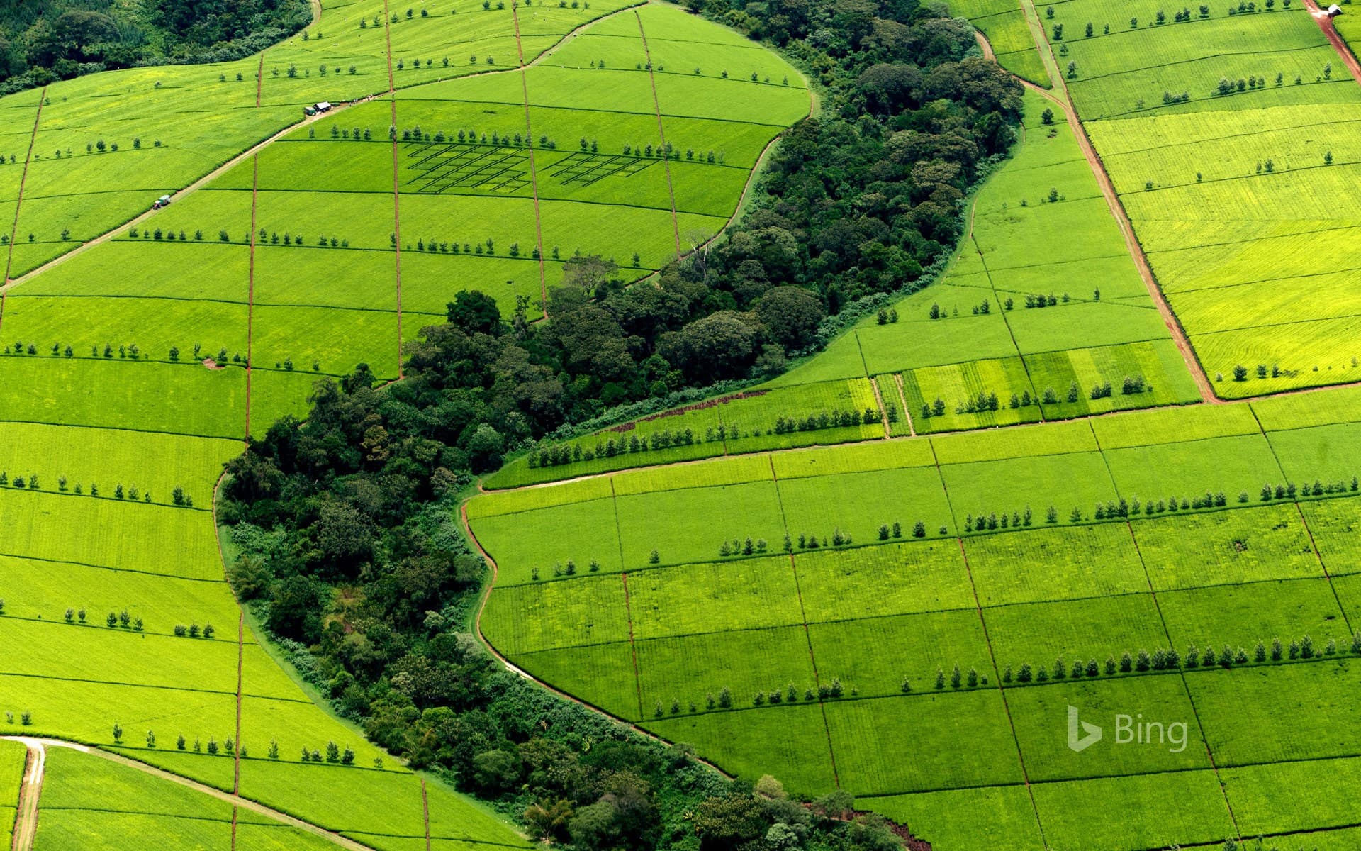 Bing Wallpaper: Tea plantation in Kericho County, Kenya