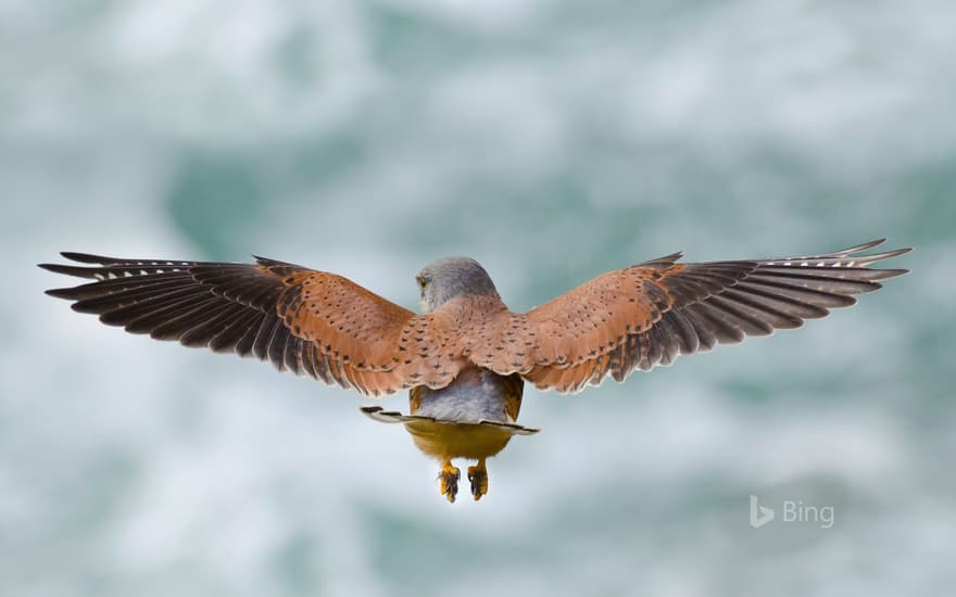 Common kestrel hunting for rodents