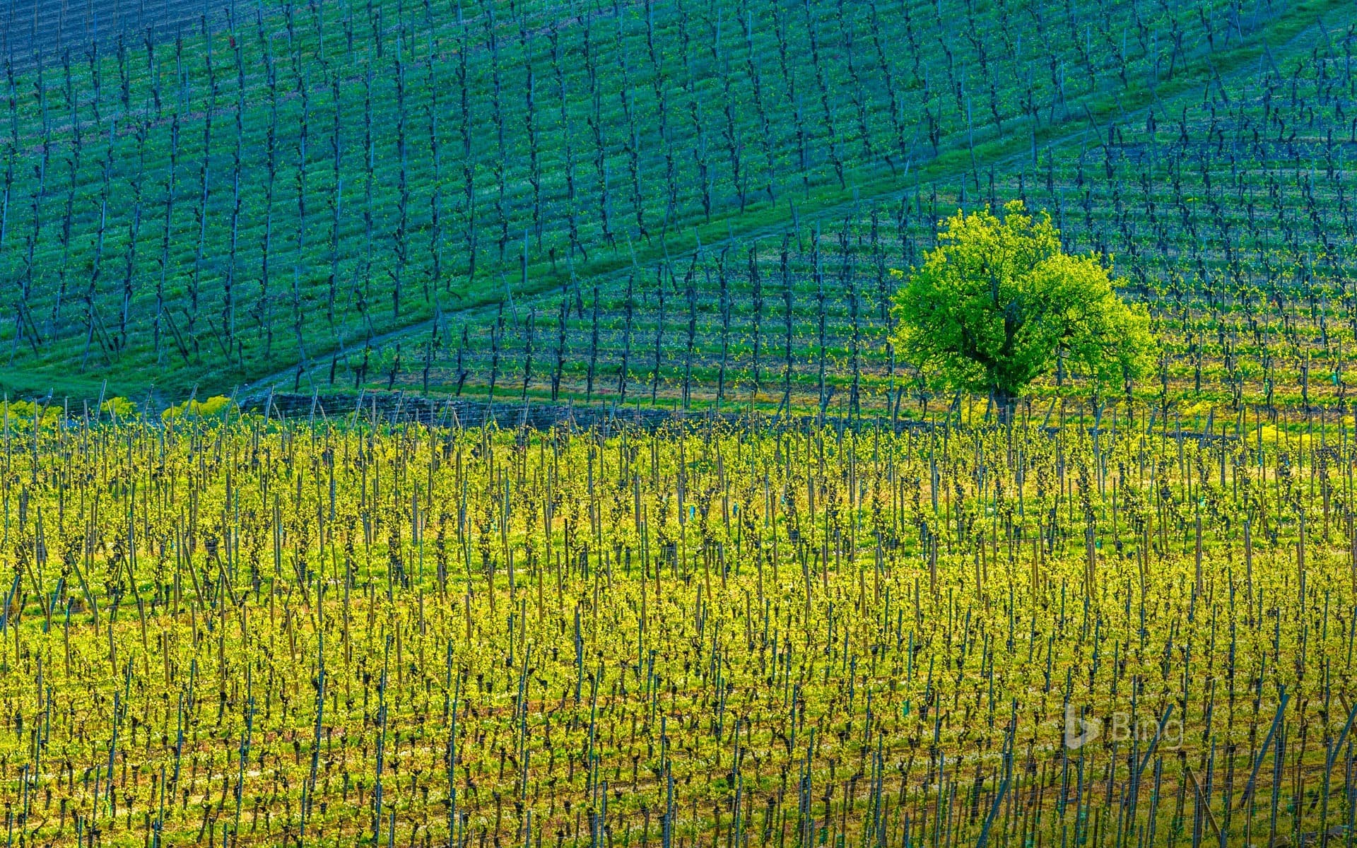 Bing Wallpaper: Vineyards around the town of Kientzheim, Haut-Rhin, Alsace, France