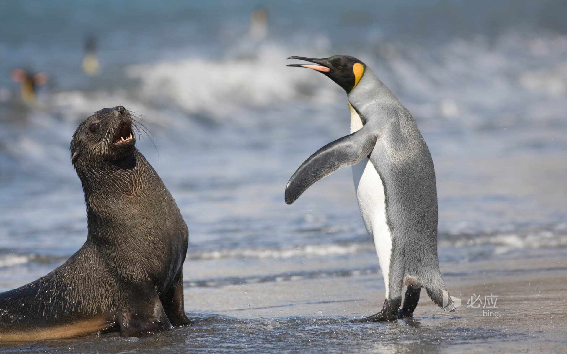 Bing Wallpaper: King Penguins and Antarctic Fur Seals in St Andrews Bay, South Georgia Island, March 2006