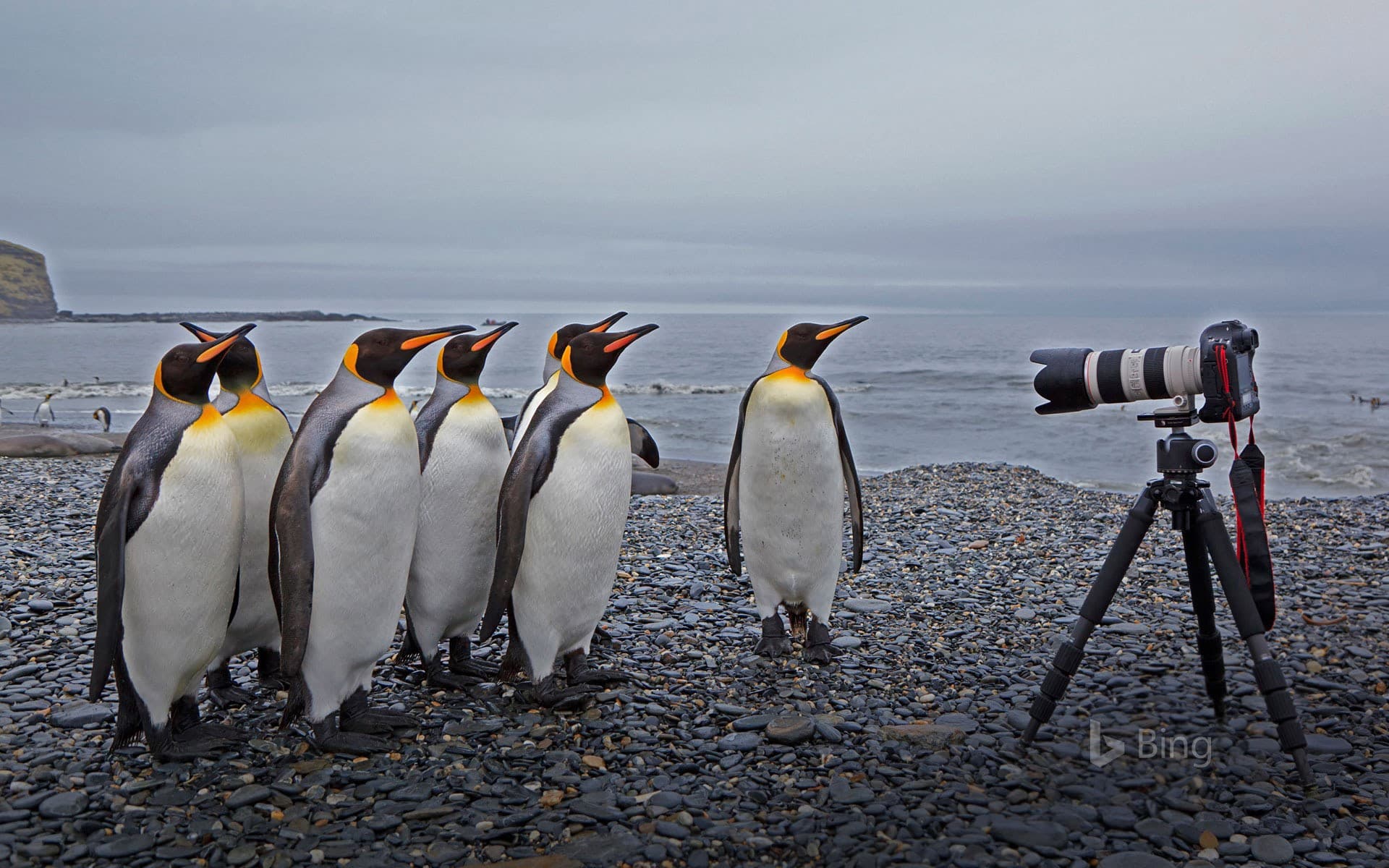 Bing Wallpaper: King penguins at St. Andrews Bay, South Georgia