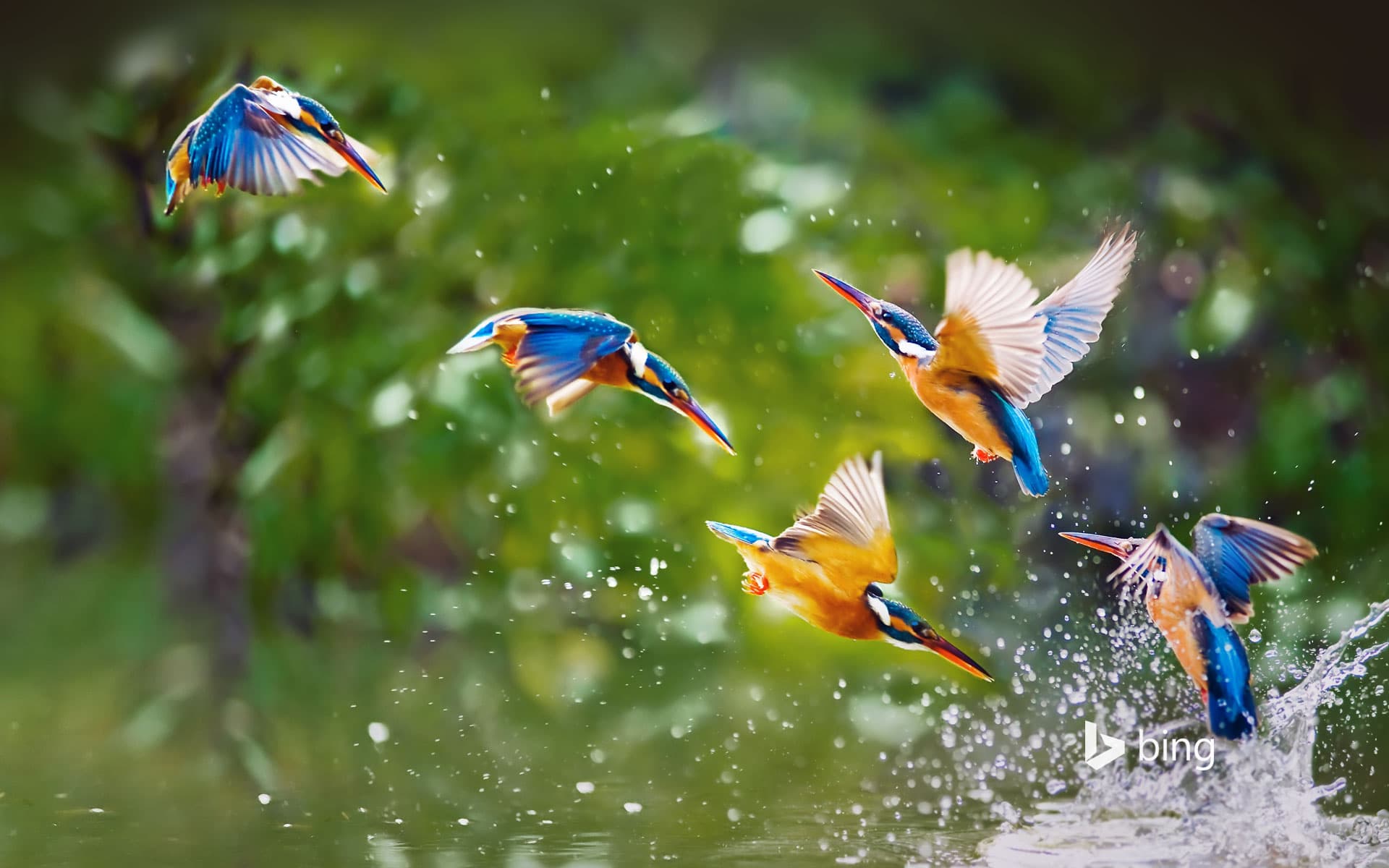 Bing Wallpaper: Kingfishers, Taipei, Taiwan