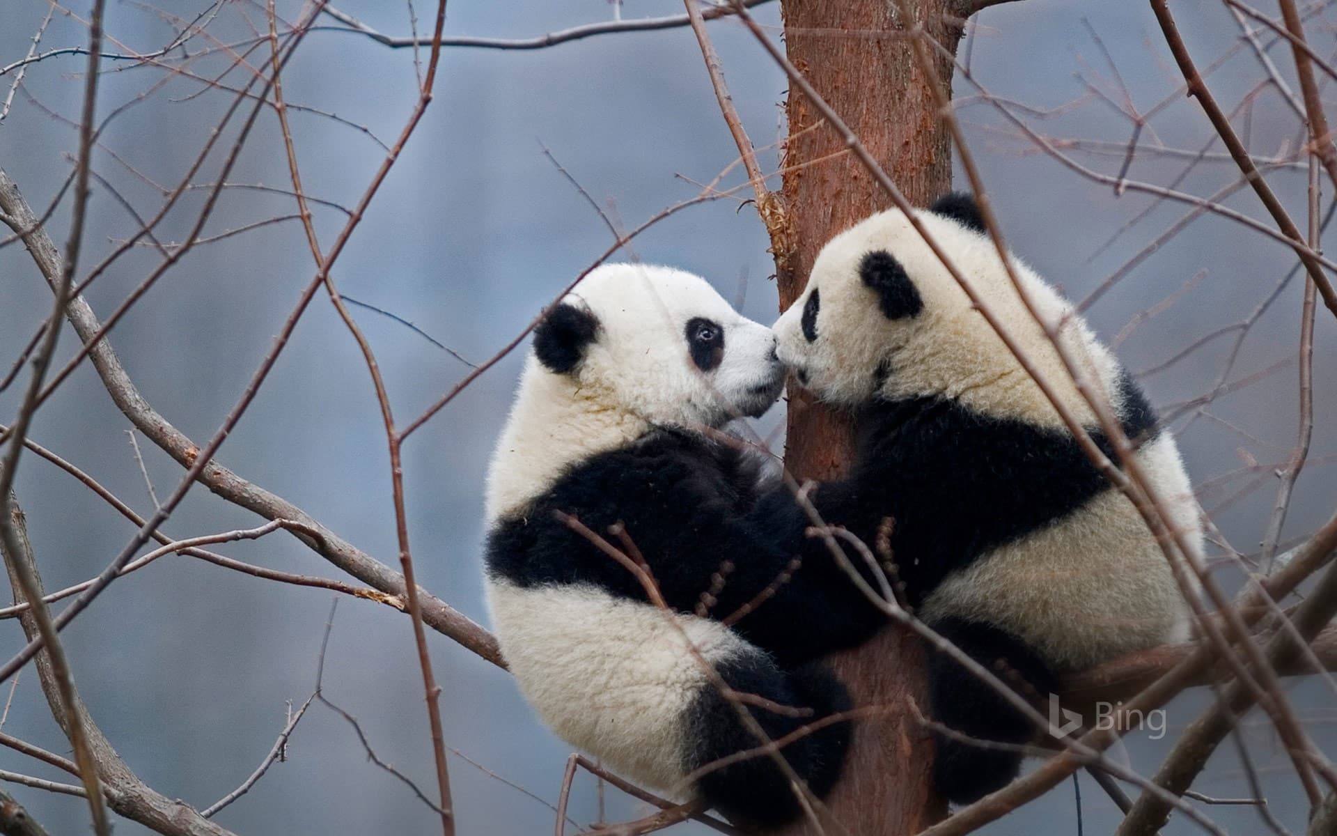 Bing Wallpaper: Giant panda cubs in the Wolong National Nature Reserve, China