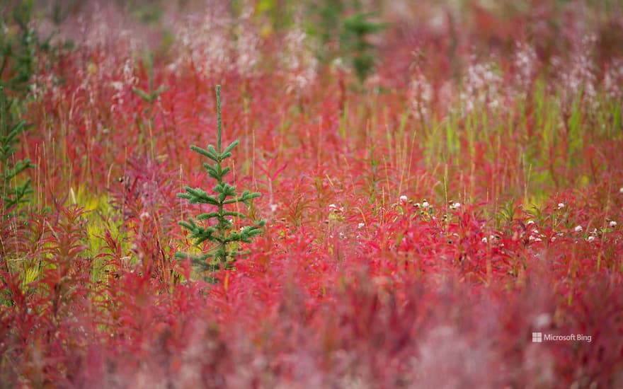 Autumn colours in Kluane National Park and Reserve, Yukon