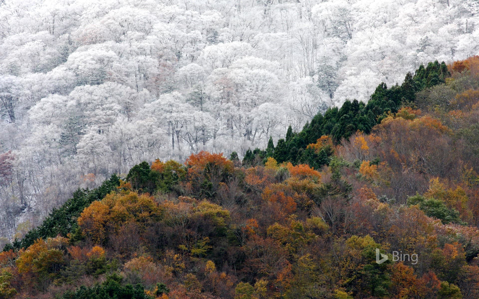 Bing Wallpaper: Early snowfall meets the last of the autumn colors, Japan