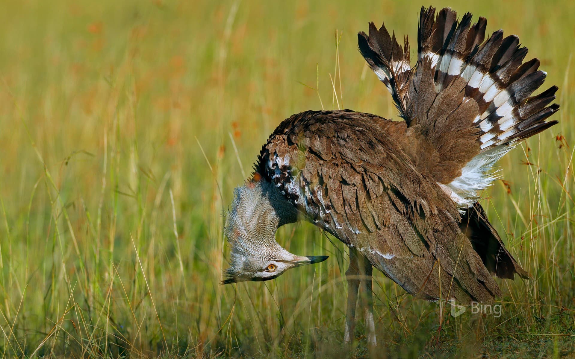 Bing Wallpaper: Male kori bustard, Maasai Mara National Reserve, Kenya