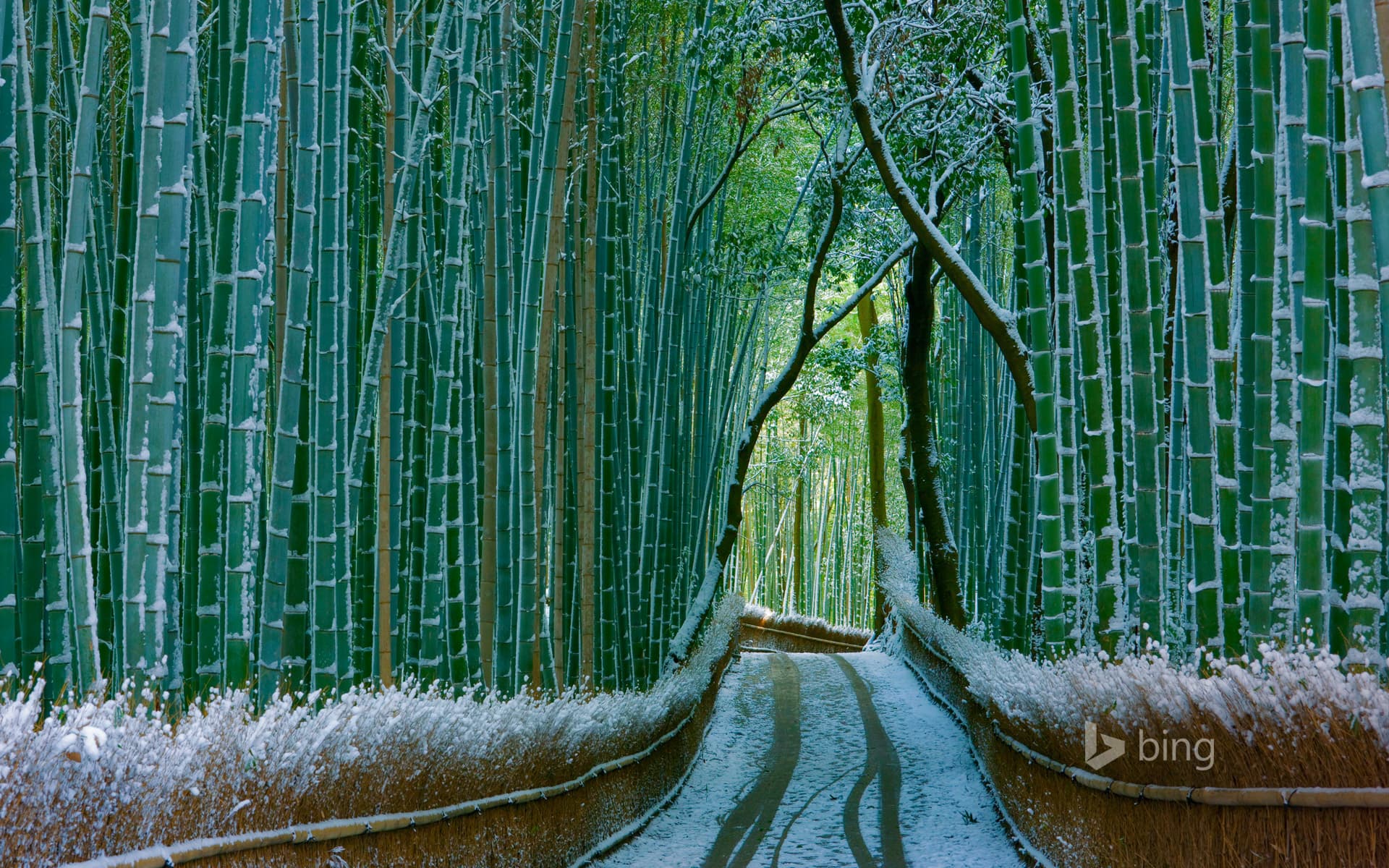 Bing Wallpaper: Sagano bamboo forest, Arashiyama, Kyoto, Japan
