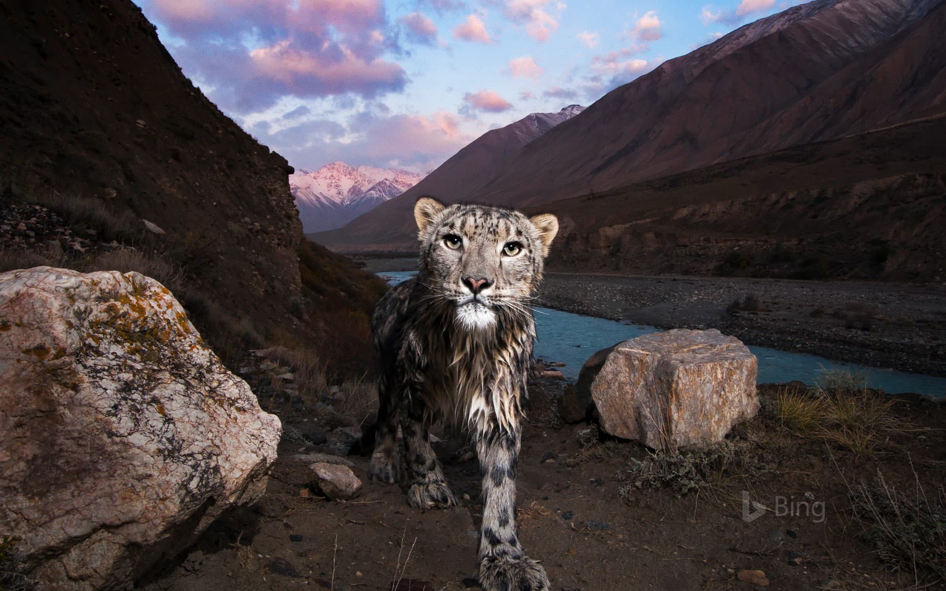 Bing Wallpaper: Snow leopard in the Tian Shan, Kyrgyzstan