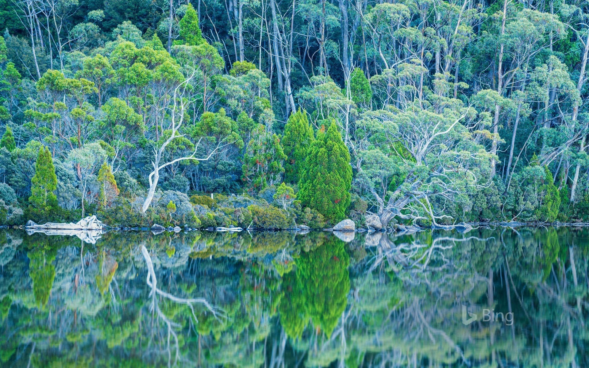 Bing Wallpaper: Lake Dobson in Mount Field National Park of Tasmania, Australia