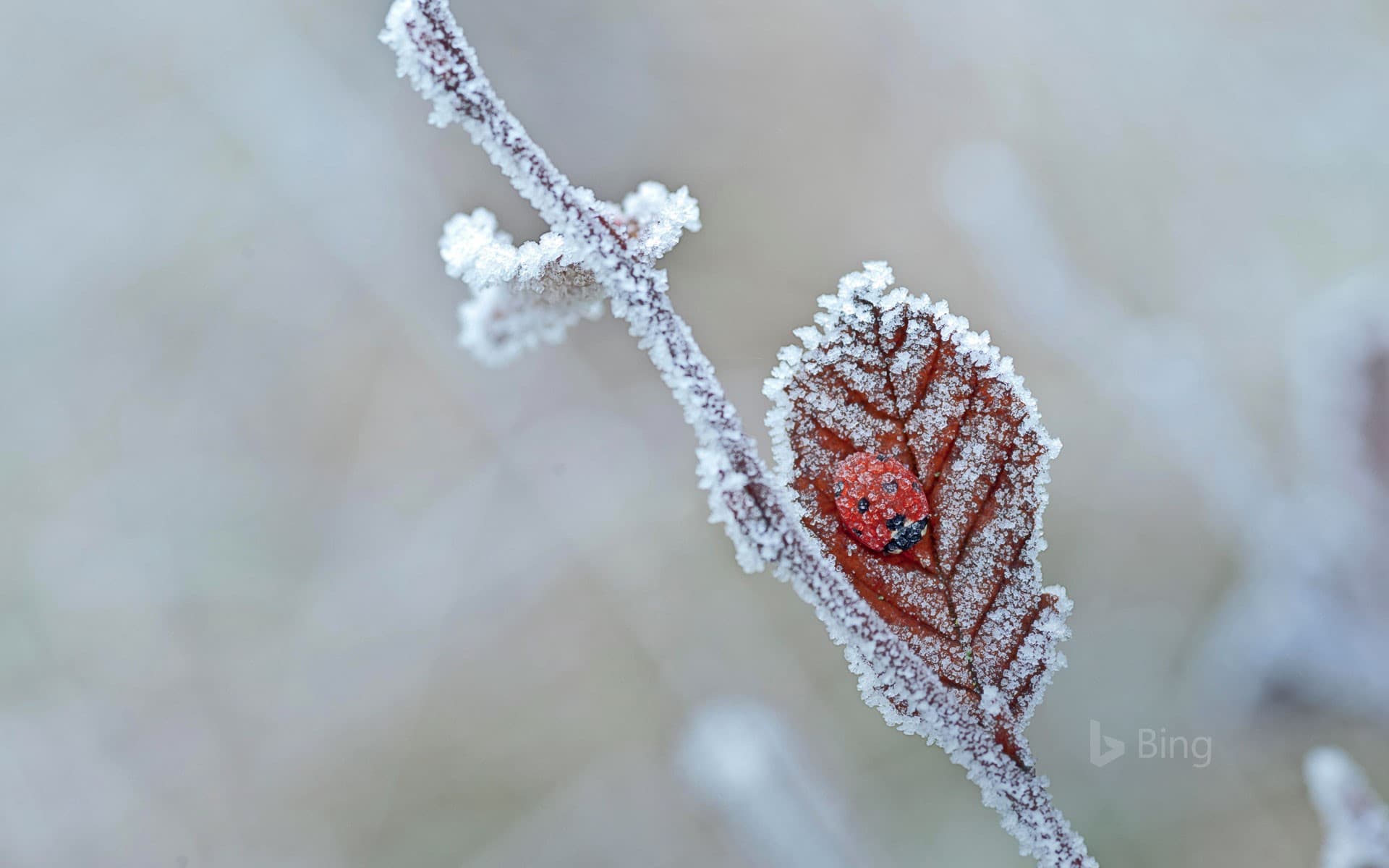 Bing Wallpaper: A ladybird hibernates in Tewin, England