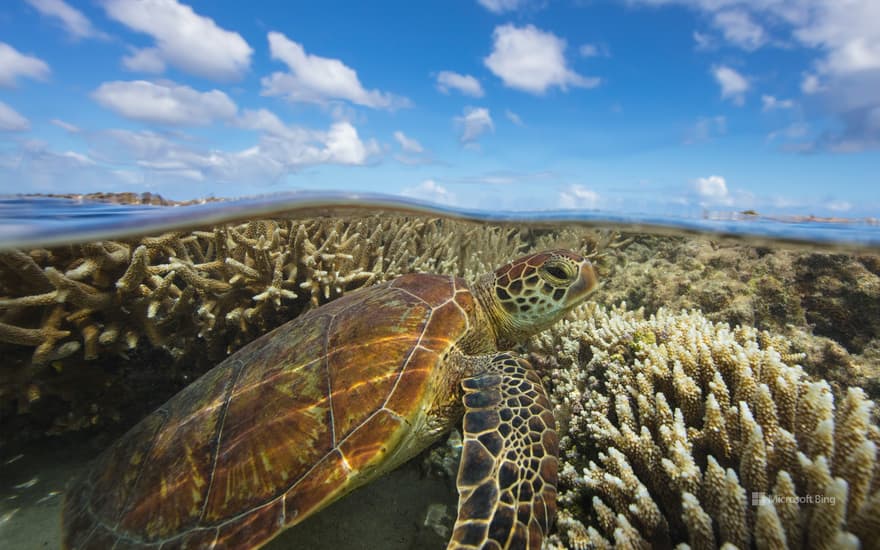 Green turtle swimming over a coral reef, Lady Elliot Island, Queensland