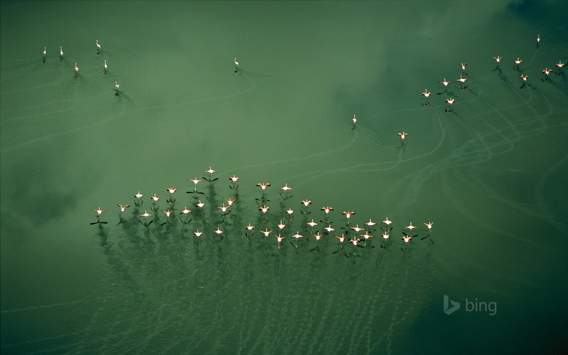 Bing Wallpaper: Flamingos take flight, Lake Magadi, Kenya