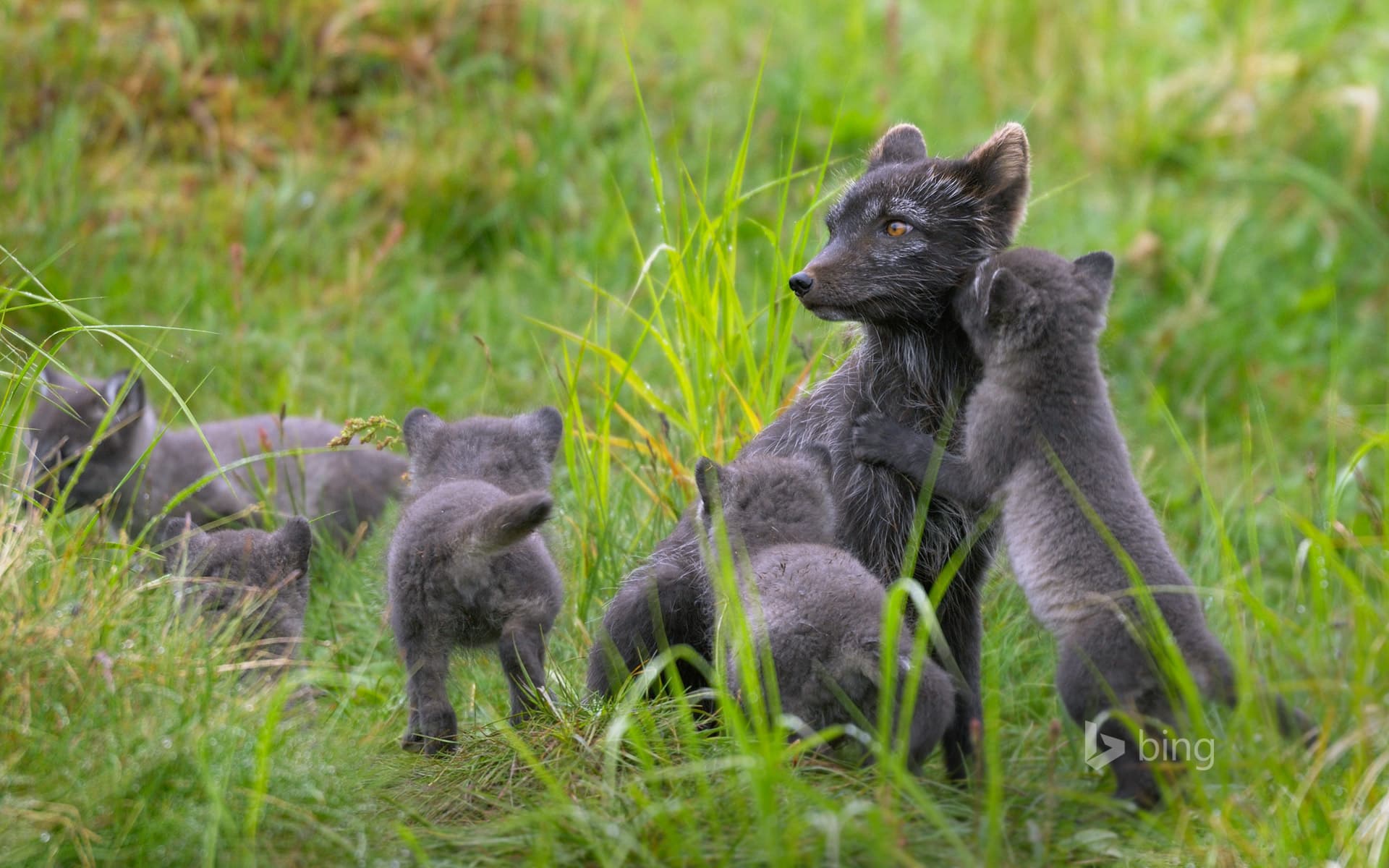 Bing Wallpaper: Arctic fox family, Swedish Lapland