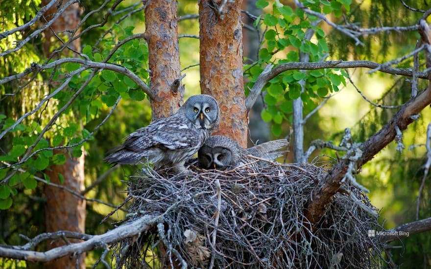 Great grey owls in their nest, Finland