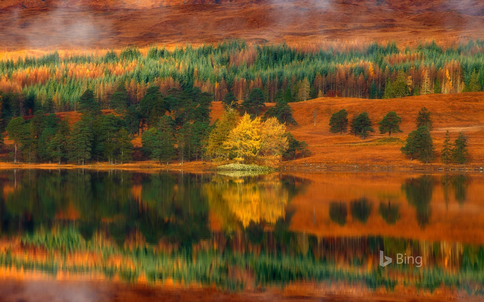 Bing Wallpaper: Larch trees at Loch Tulla in the Highlands of Scotland