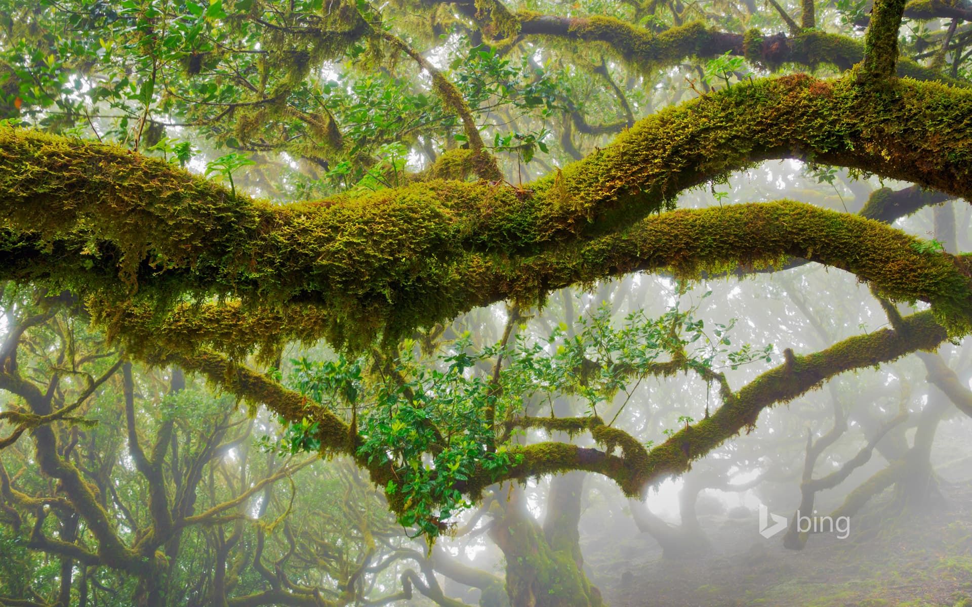 Bing Wallpaper: The laurel trees of Madeira Natural Park, Portugal
