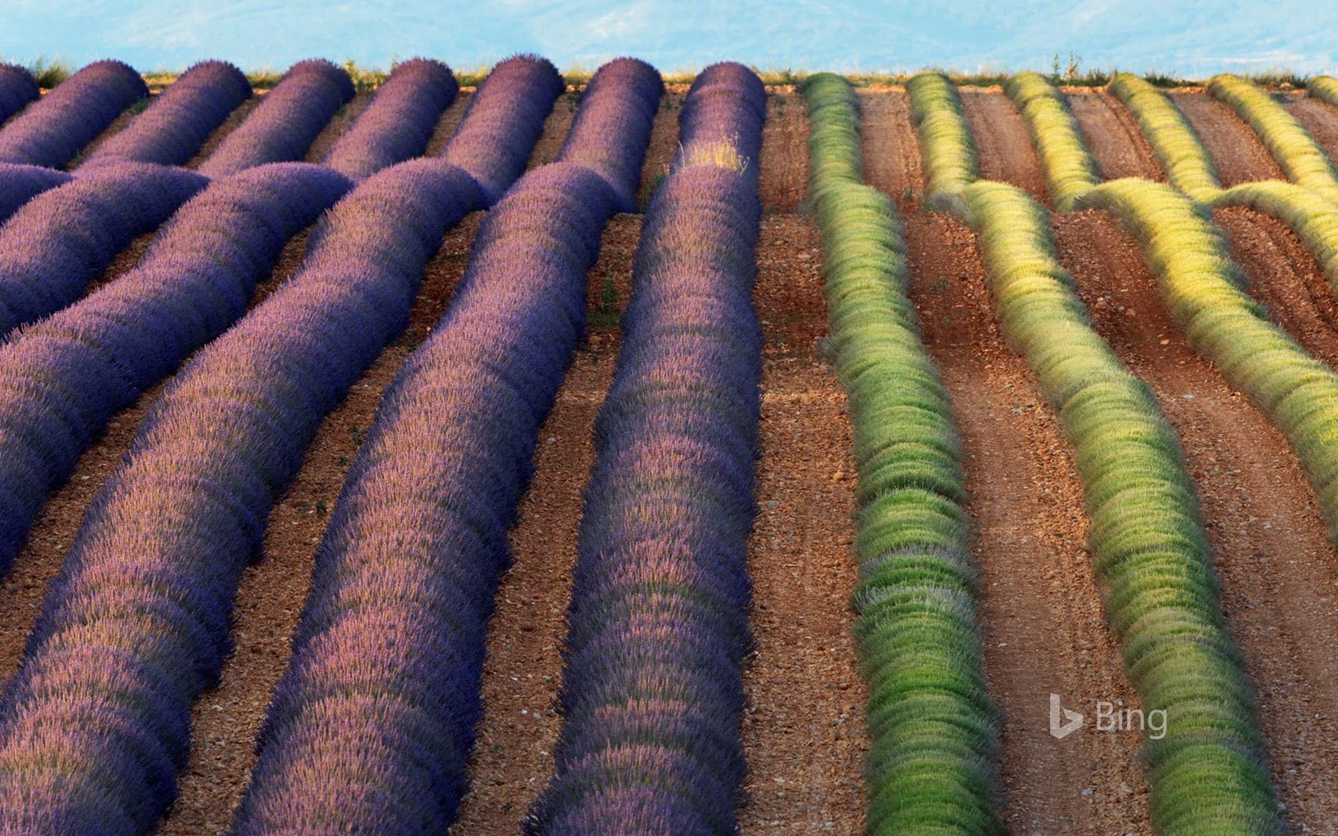 Bing Wallpaper: Lavender fields of Valensole, Provence, France