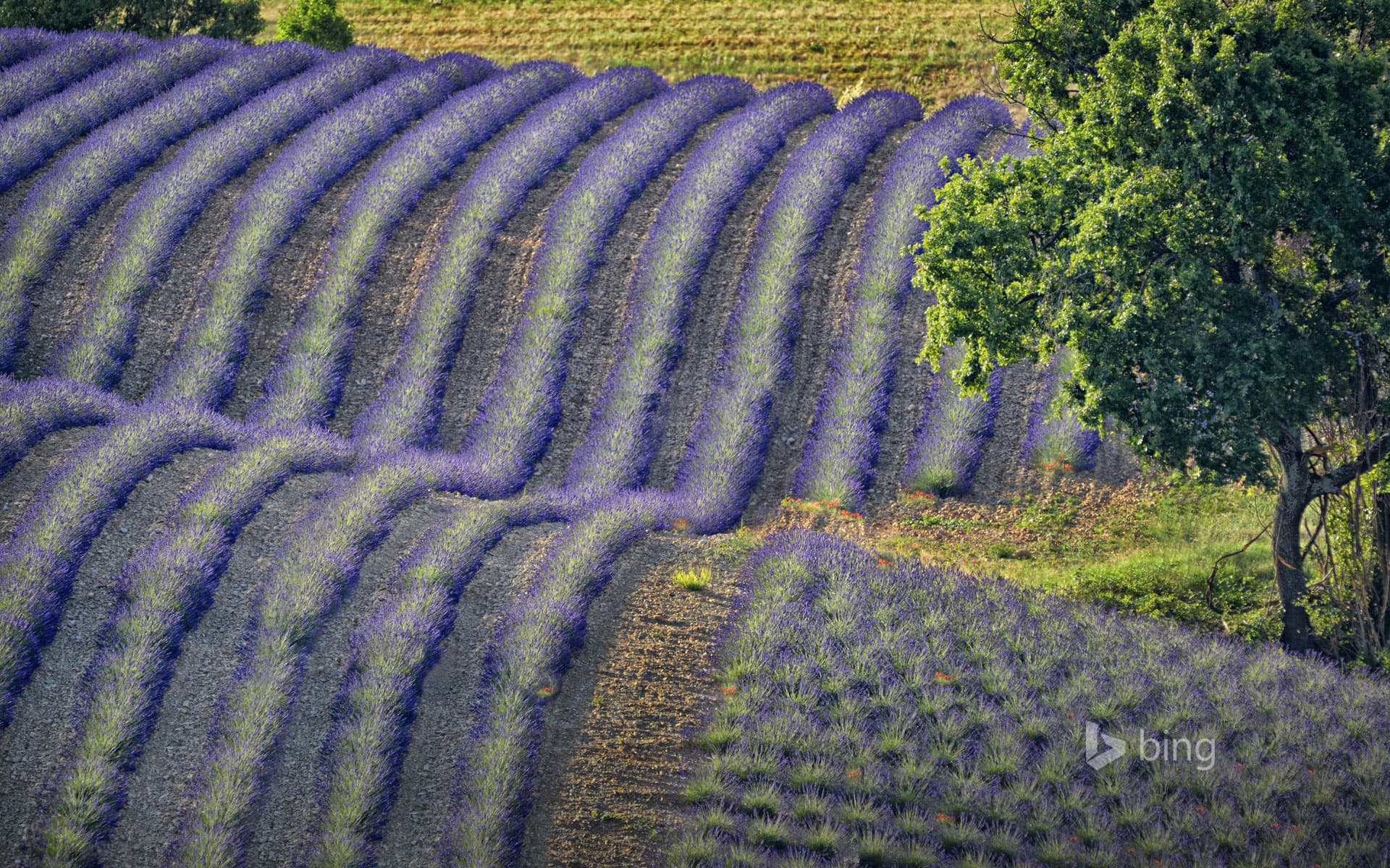 Bing Wallpaper: Lavender field on the Valensole Plateau, Provence-Alpes-Côte d'Azur, France