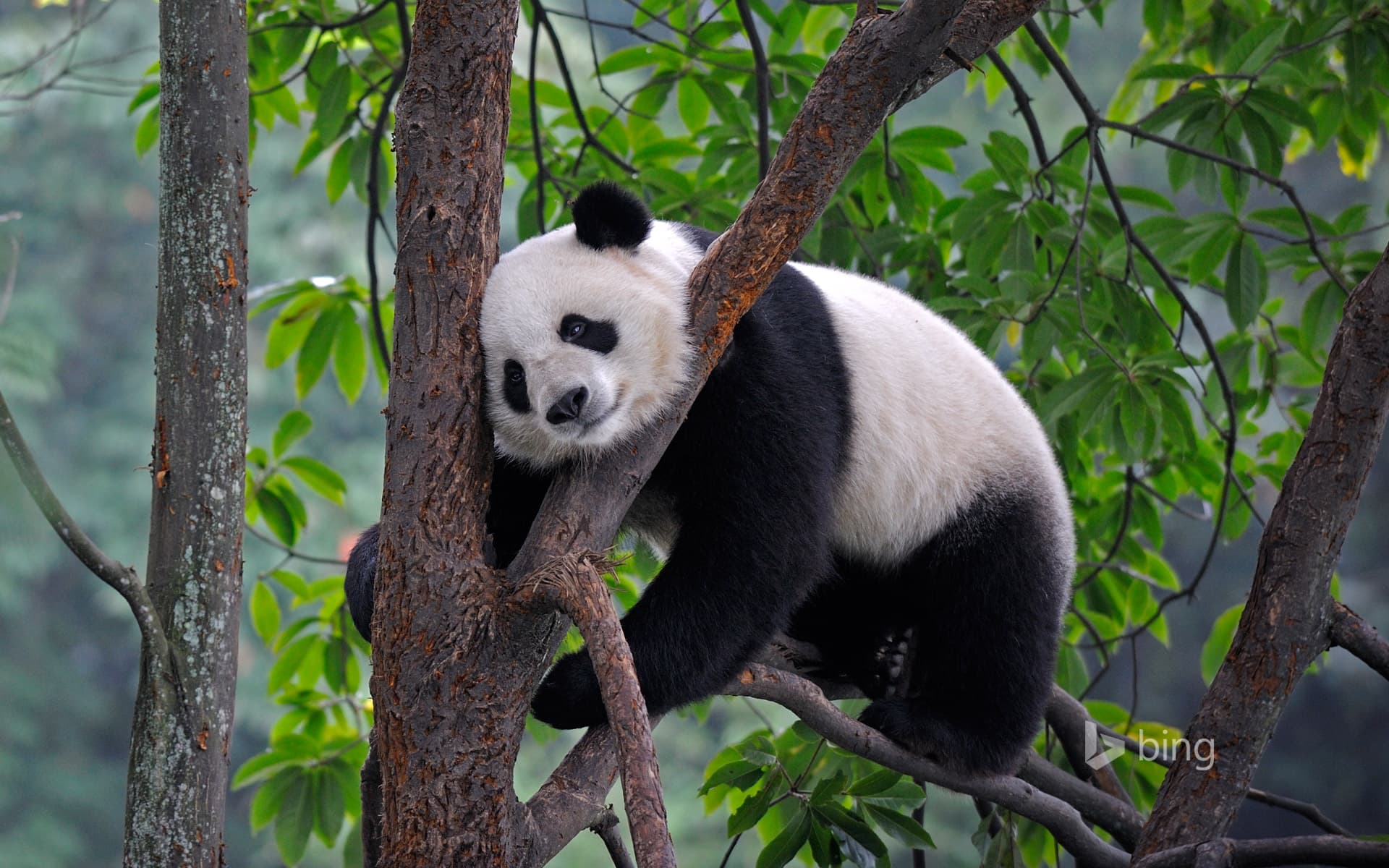 Bing Wallpaper: Giant panda at Bifengxia Panda Base in Ya’an, China