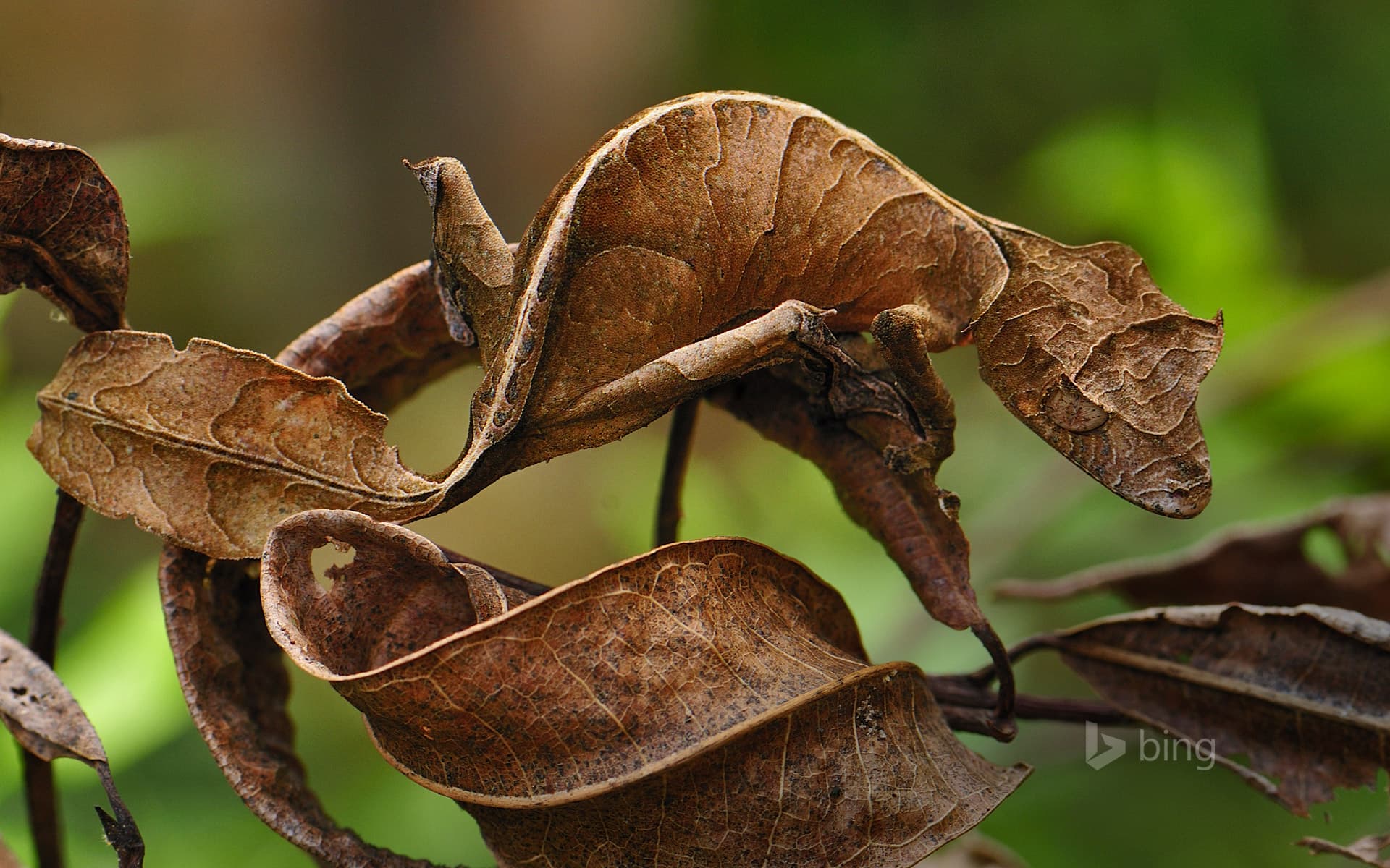 Bing Wallpaper: Fantastic leaf-tail gecko in Andasibe-Mantadia National Park, Madagascar