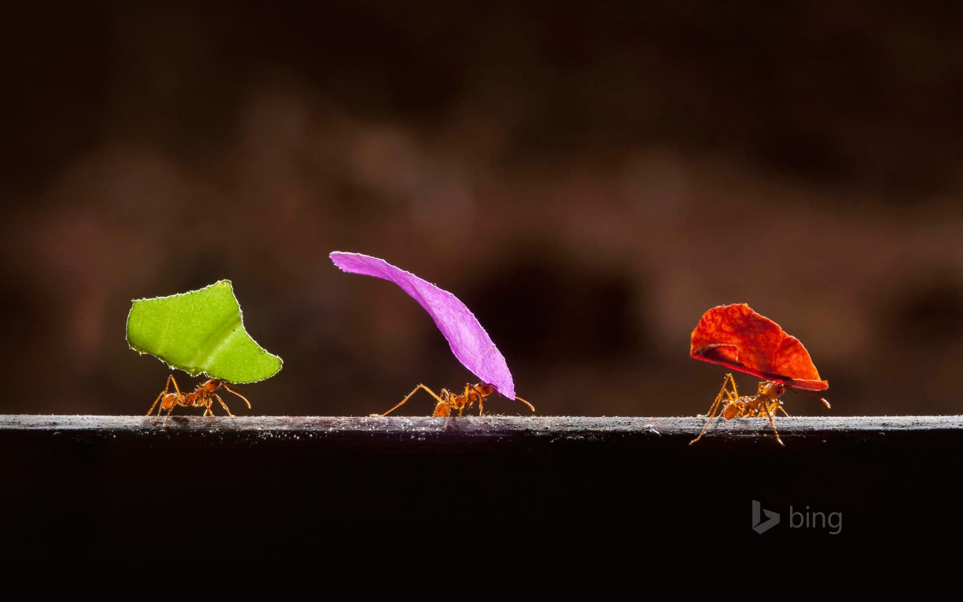 Bing Wallpaper: Leafcutter ants in Boca Tapada, Costa Rica
