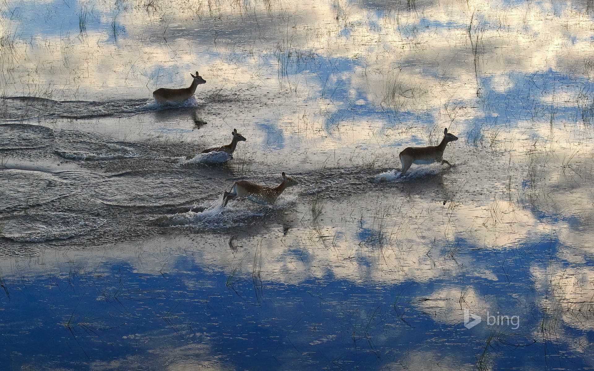 Bing Wallpaper: Lechwe running in the Okavango Delta floodplain in Botswana