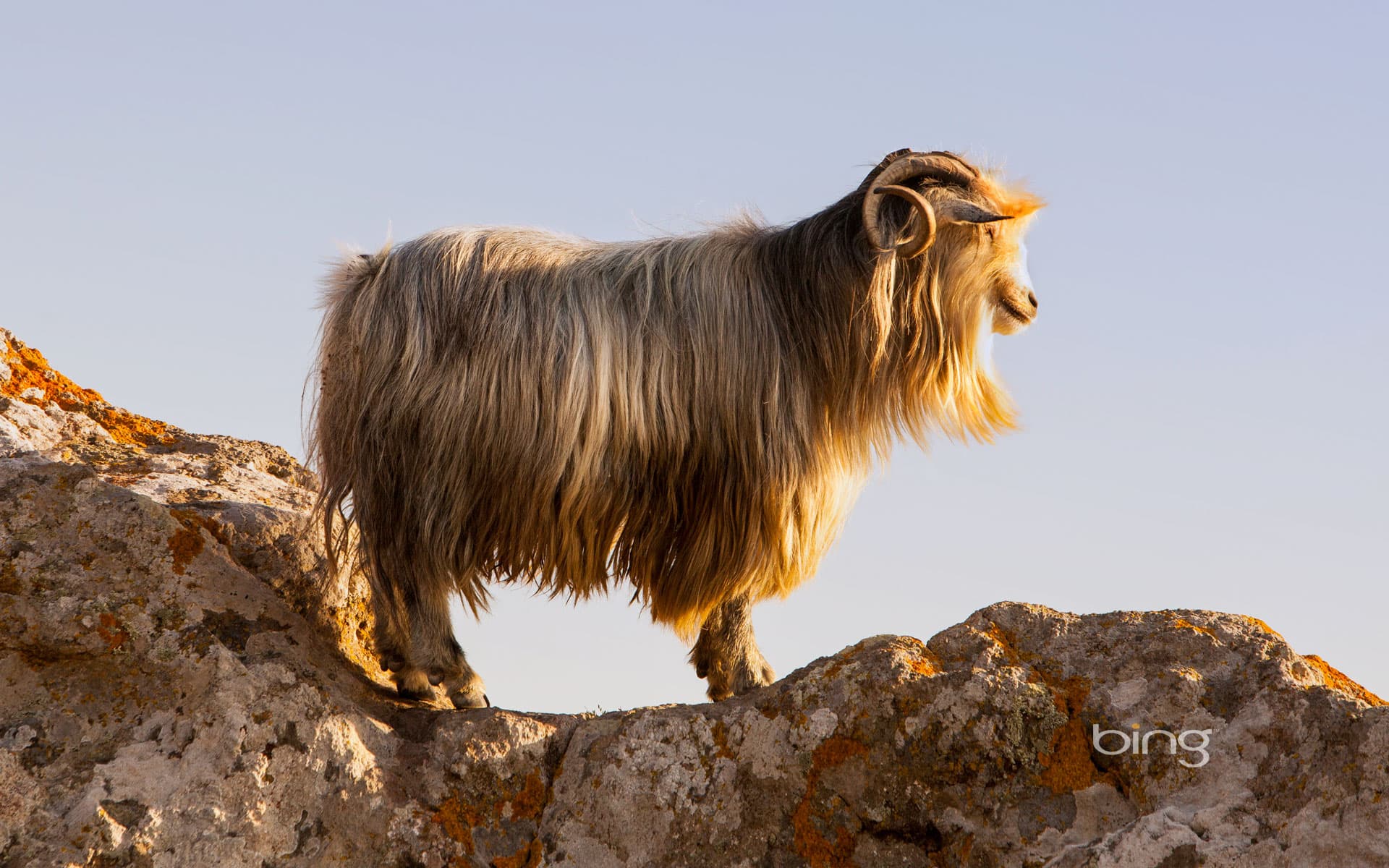 Bing Wallpaper: A goat on the castle rocks in Myrina, on the isle of Lemnos, Greece