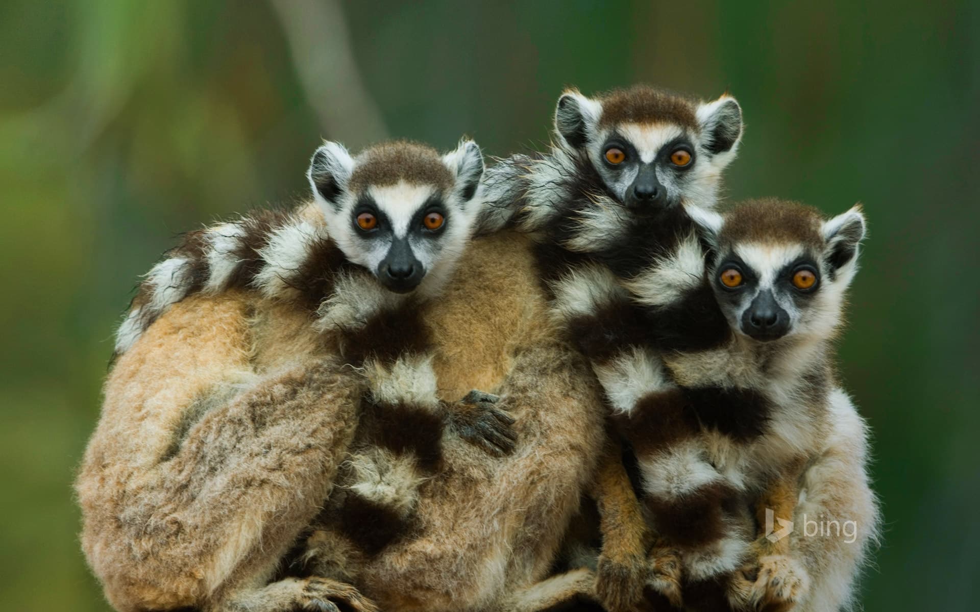Bing Wallpaper: Ring-tailed lemurs at Berenty Reserve in Madagascar
