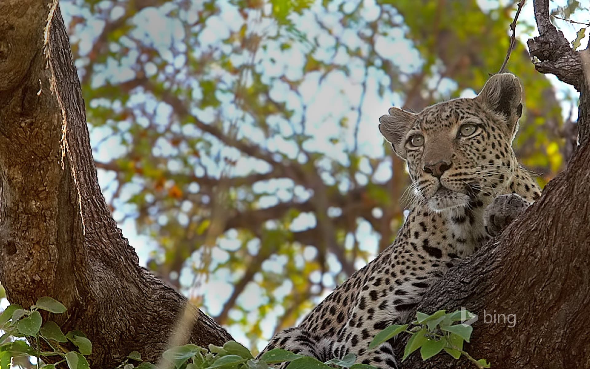 Bing Wallpaper: Leopard perched in a tree in the Moremi Game Reserve, Botswana