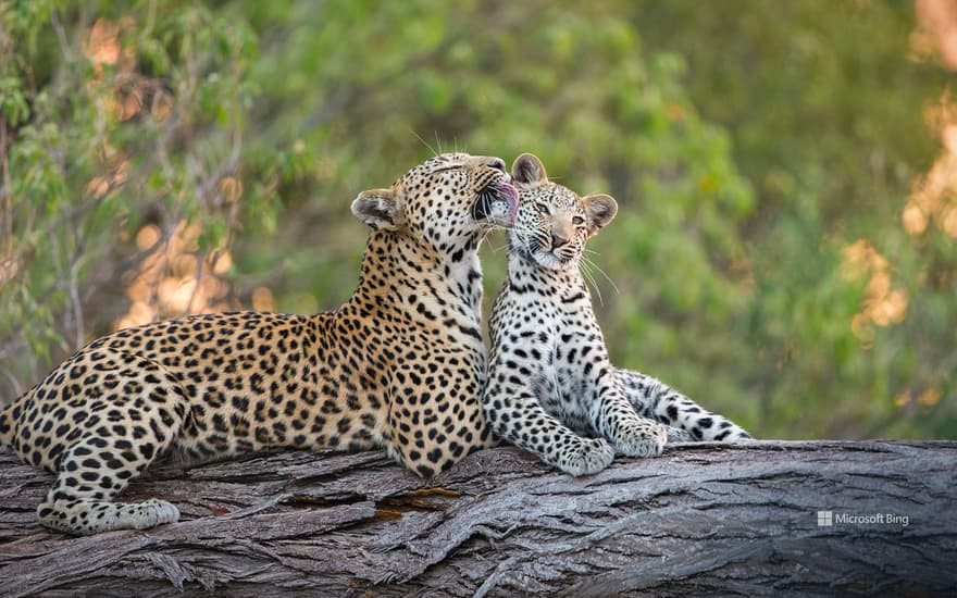 Leopard mother grooming her cub, Jao Reserve, Botswana