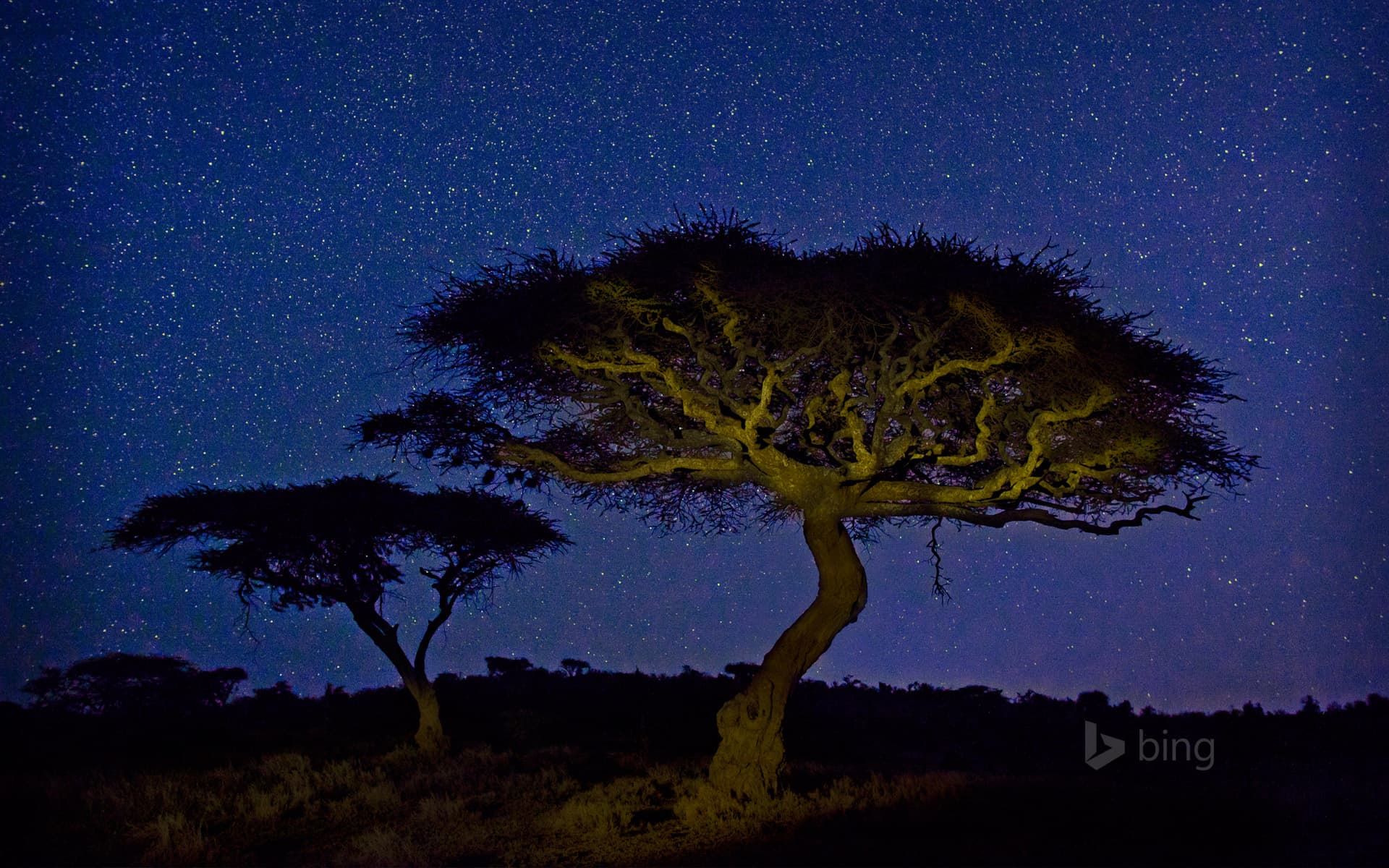 Bing Wallpaper: Acacia trees in Lewa Wildlife Conservancy, Kenya