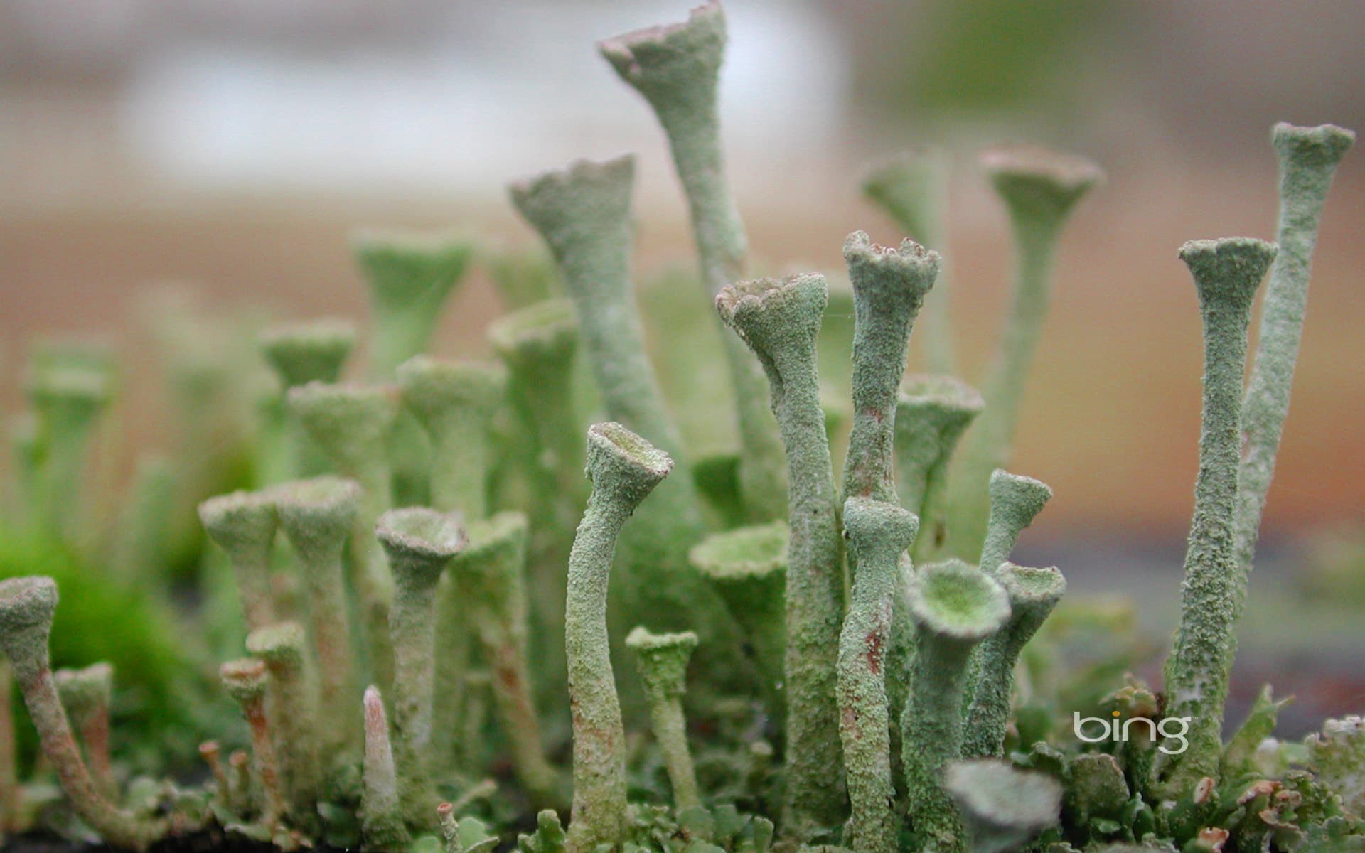 Bing Wallpaper: Pixie-cup lichen growing on a post