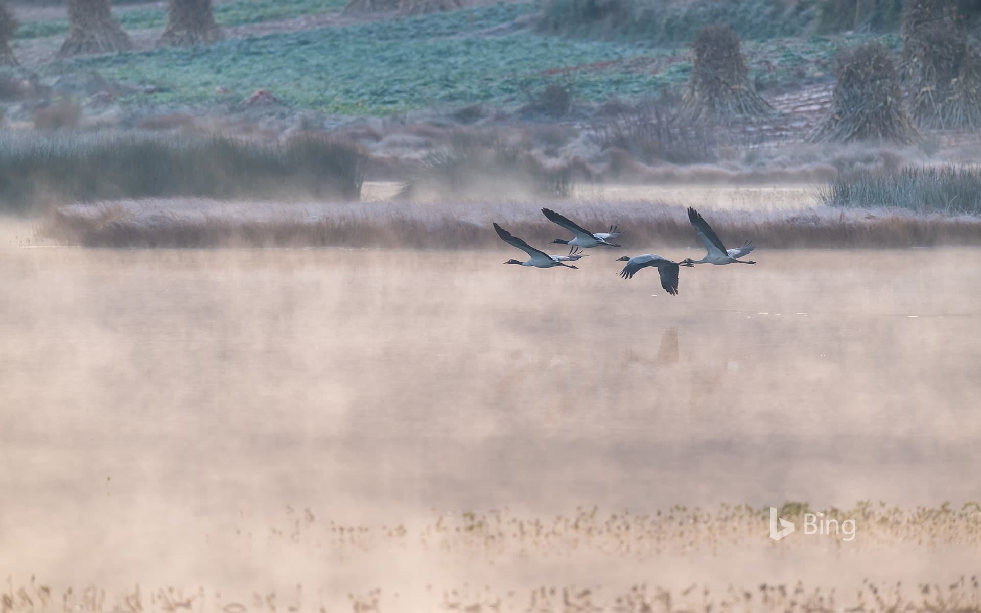 Bing Wallpaper: [Today's Lidong]