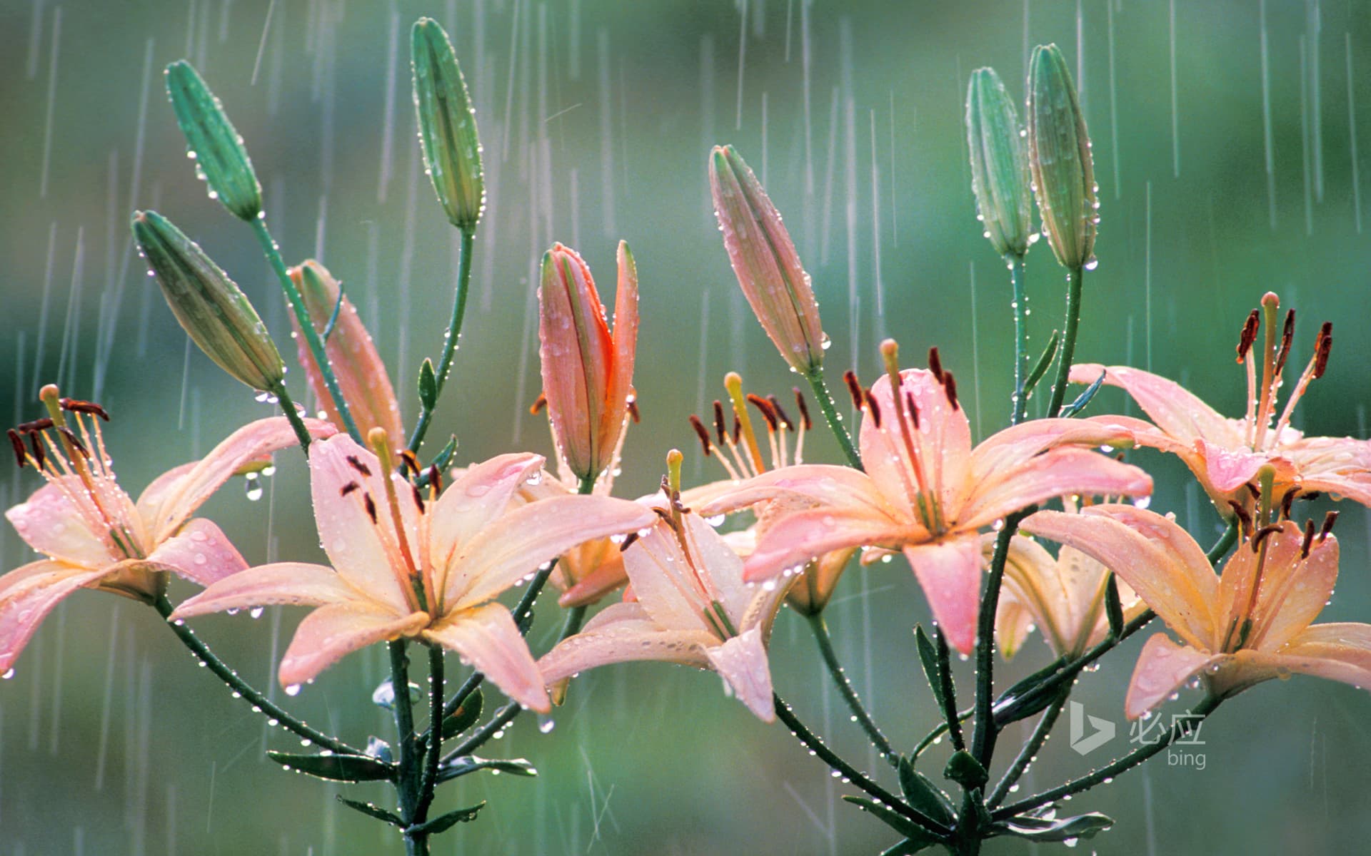Bing Wallpaper: Lily in the rain