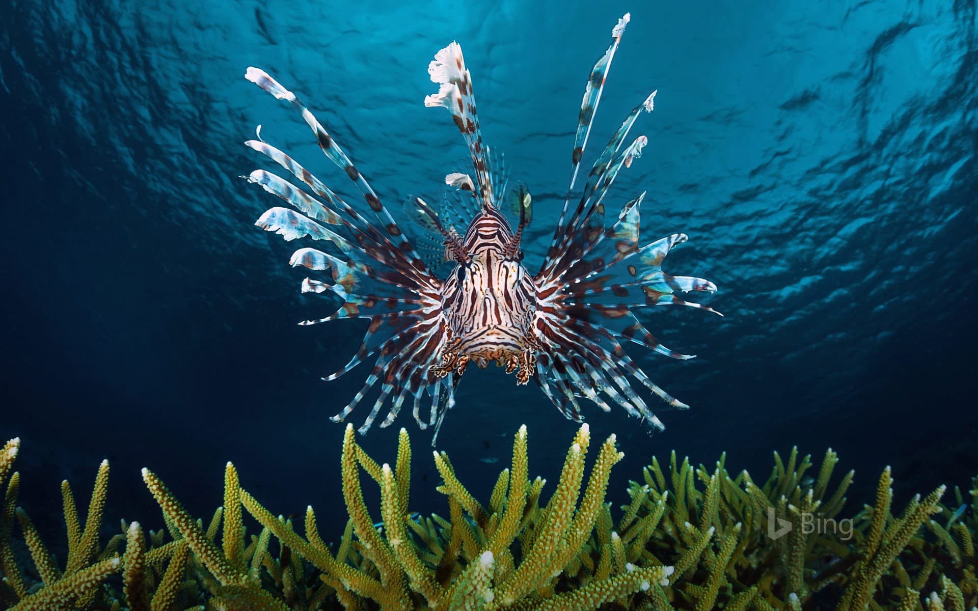 Bing Wallpaper: Lionfish swimming off the coast of Indonesia