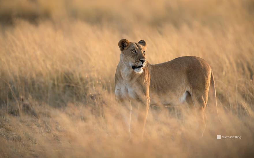 Lioness in Maasai Mara National Reserve, Kenya