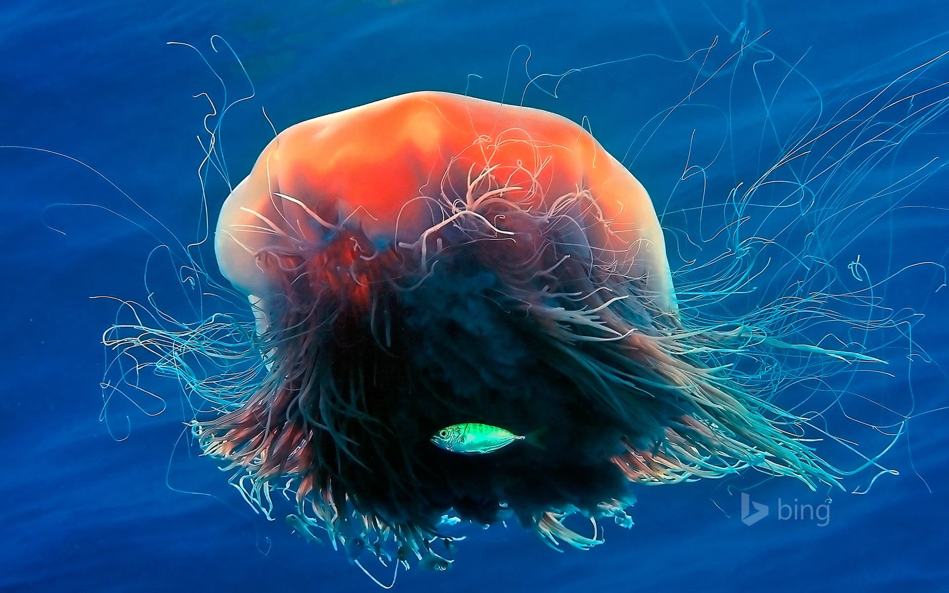 Bing Wallpaper: Lion's mane jellyfish