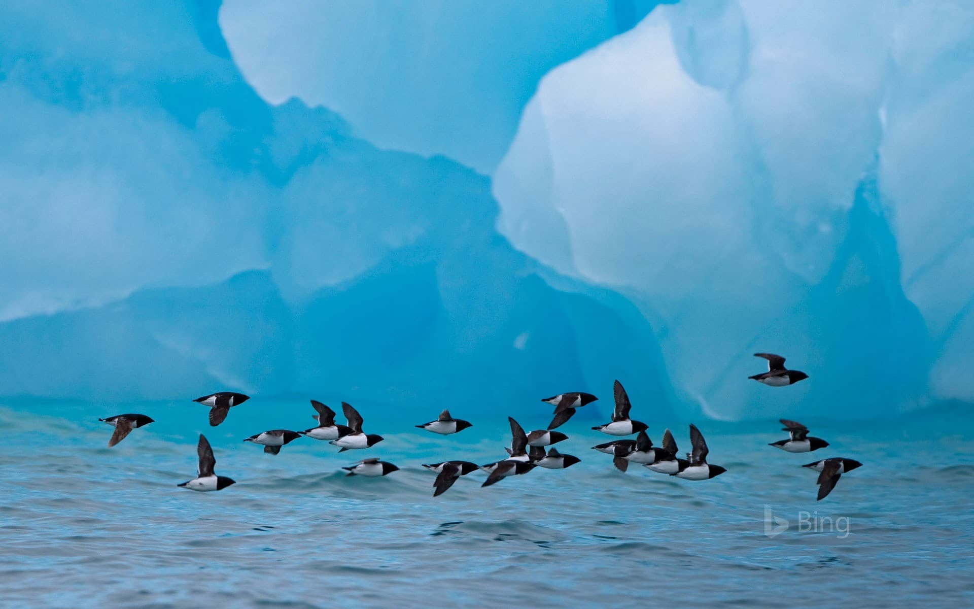 Bing Wallpaper: Little auks fly past an iceberg at Spitsbergen, Norway