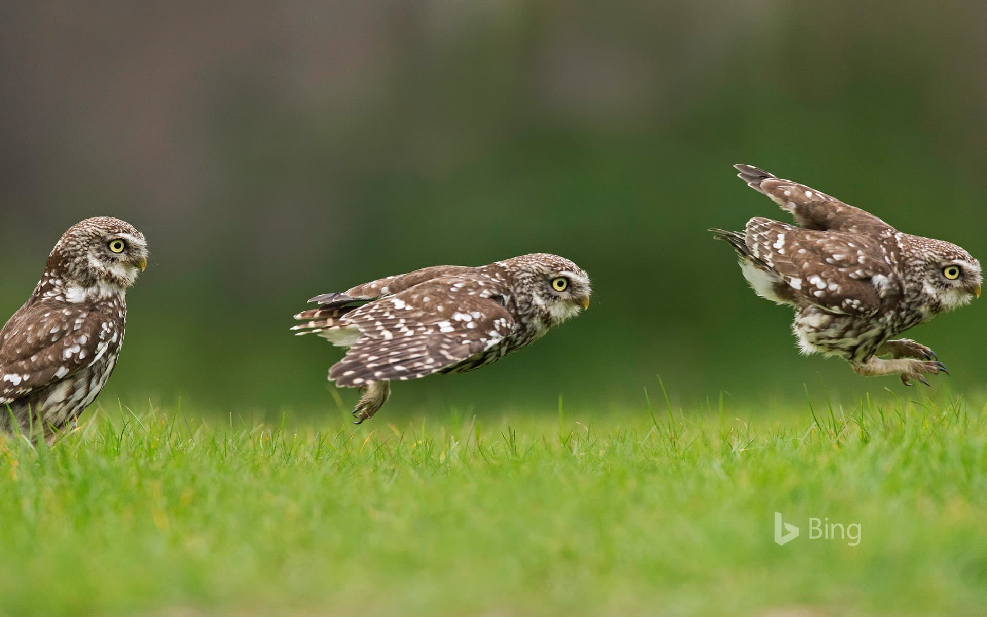 Bing Wallpaper: A little owl hunting on the ground