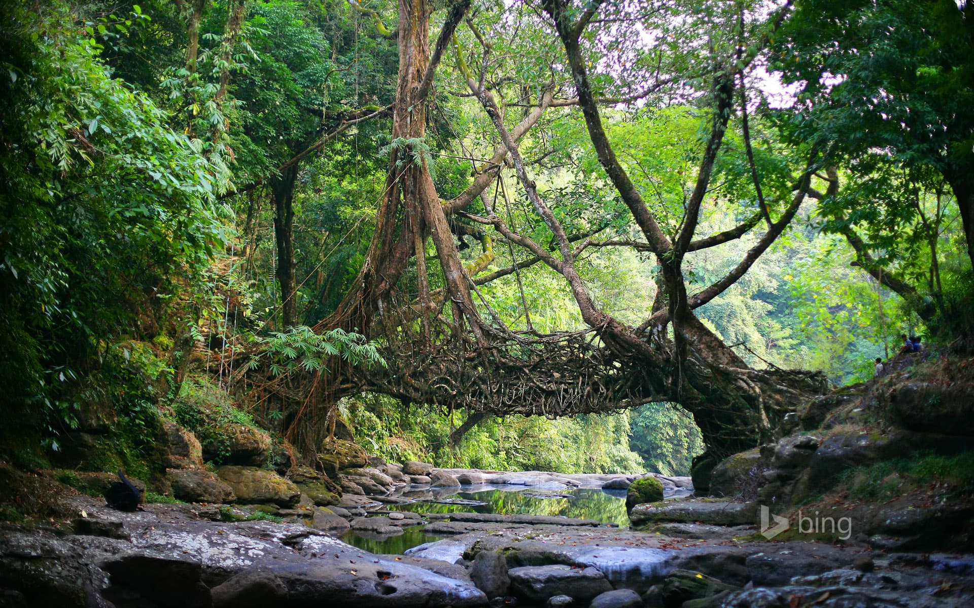 Bing Wallpaper: A living bridge in the East Khasi Hills district of Meghalaya, India