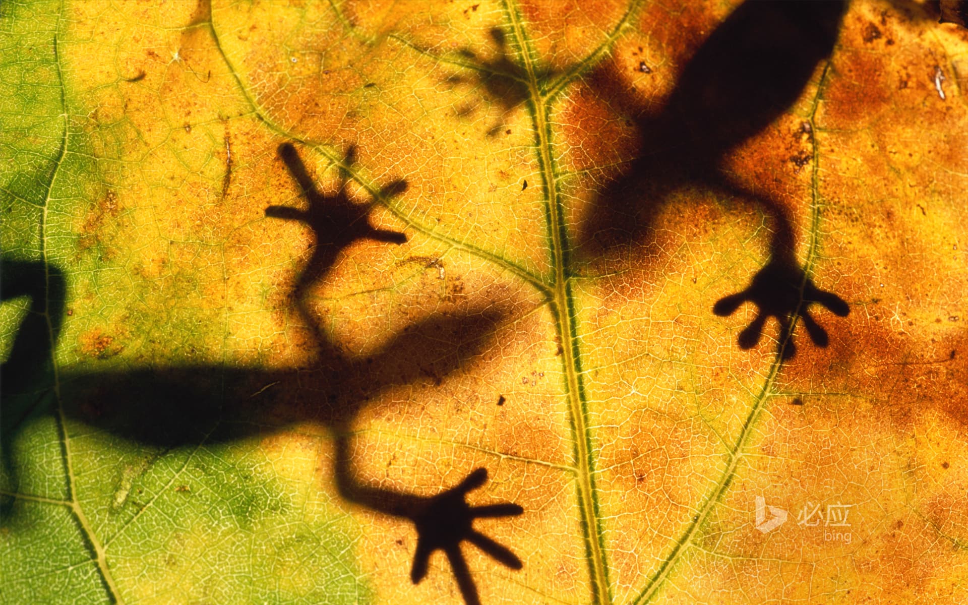 Bing Wallpaper: Lizard shadow on leaf