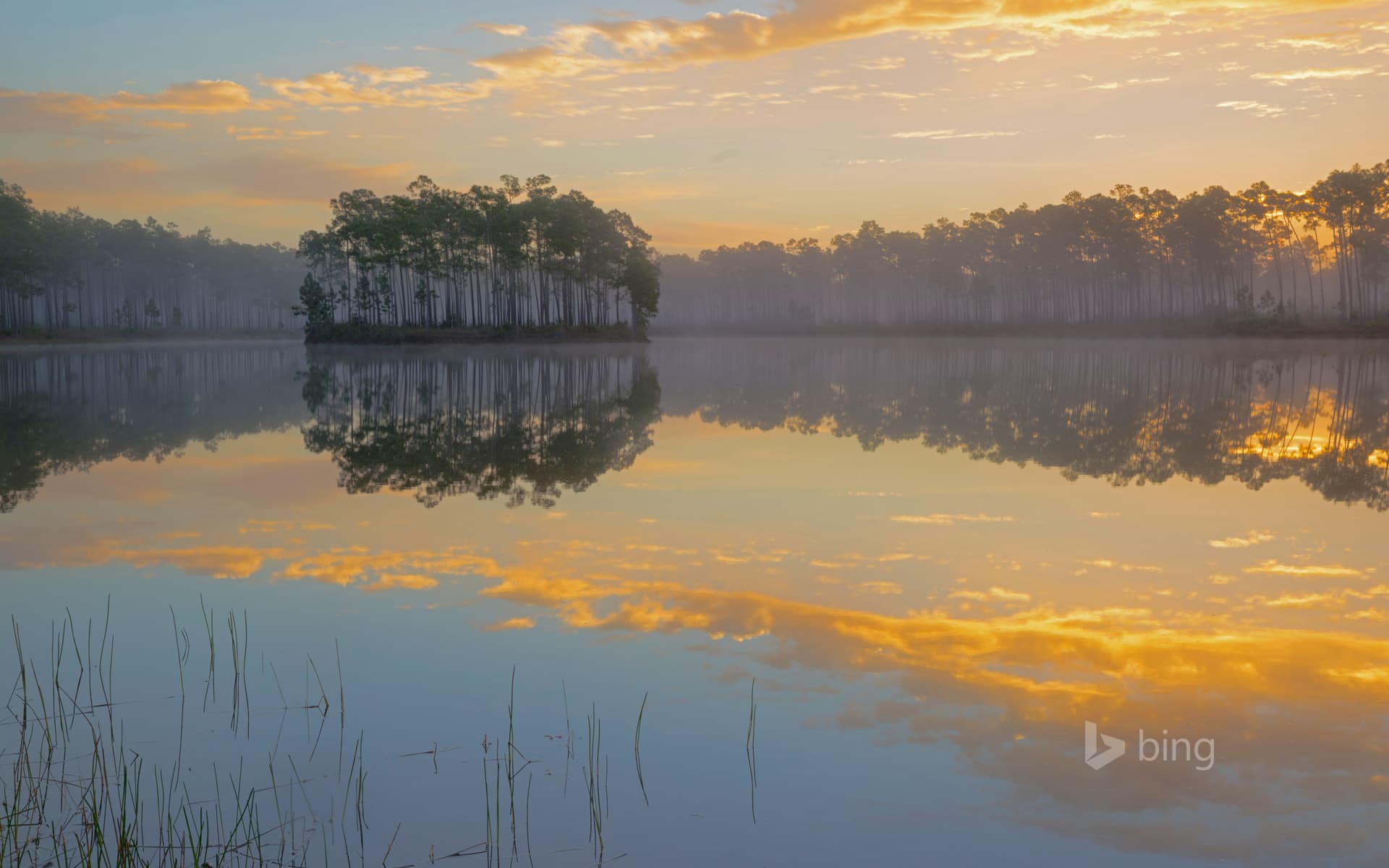 Bing Wallpaper: Long Pine Key in Everglades National Park, Florida
