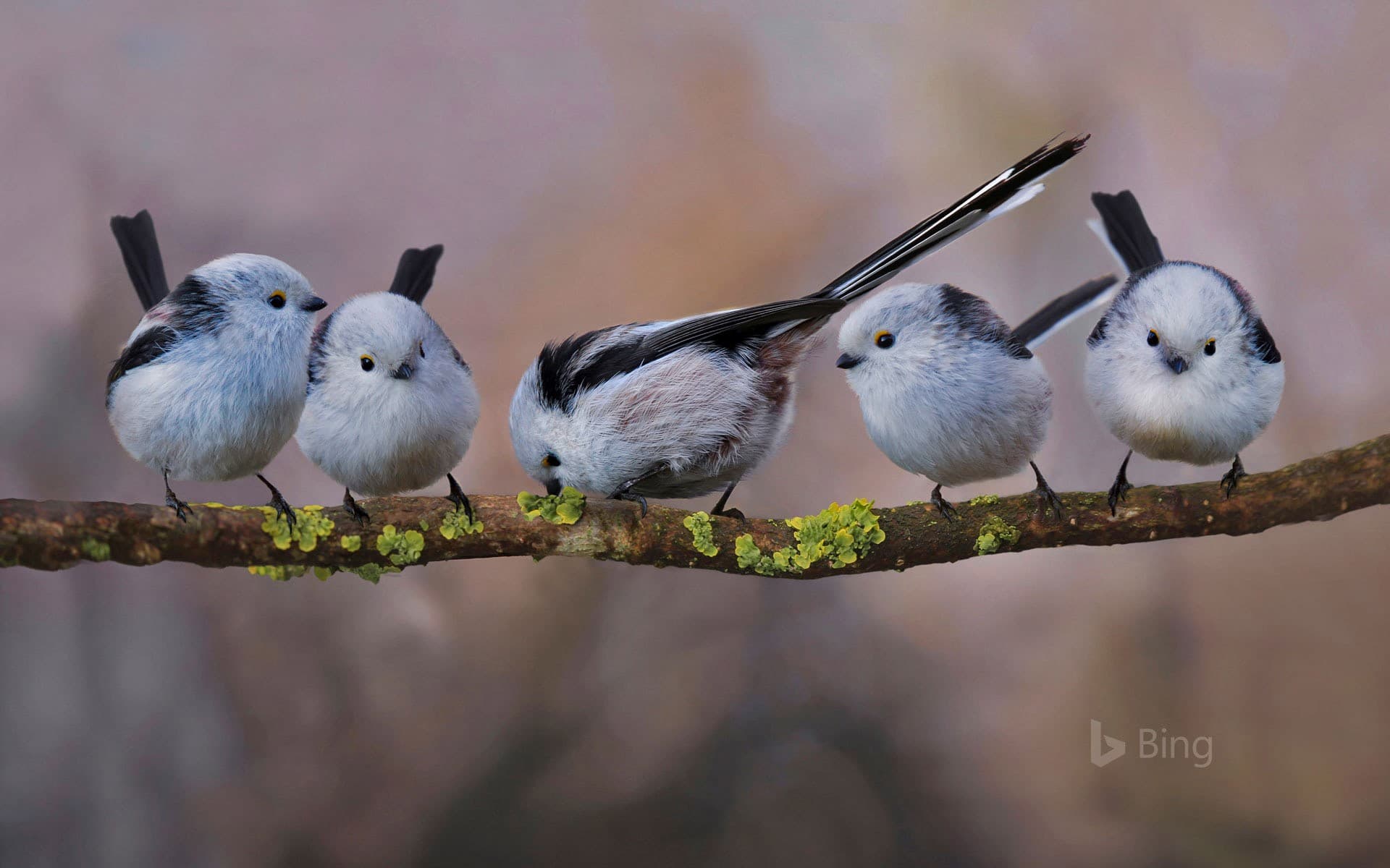 Bing Wallpaper: Long-tailed tits in Erding, Germany