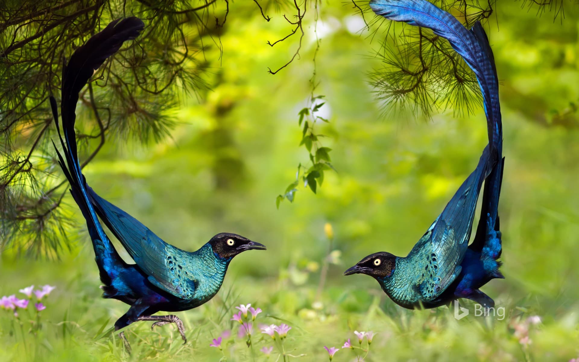 Bing Wallpaper: Long-tailed glossy starlings