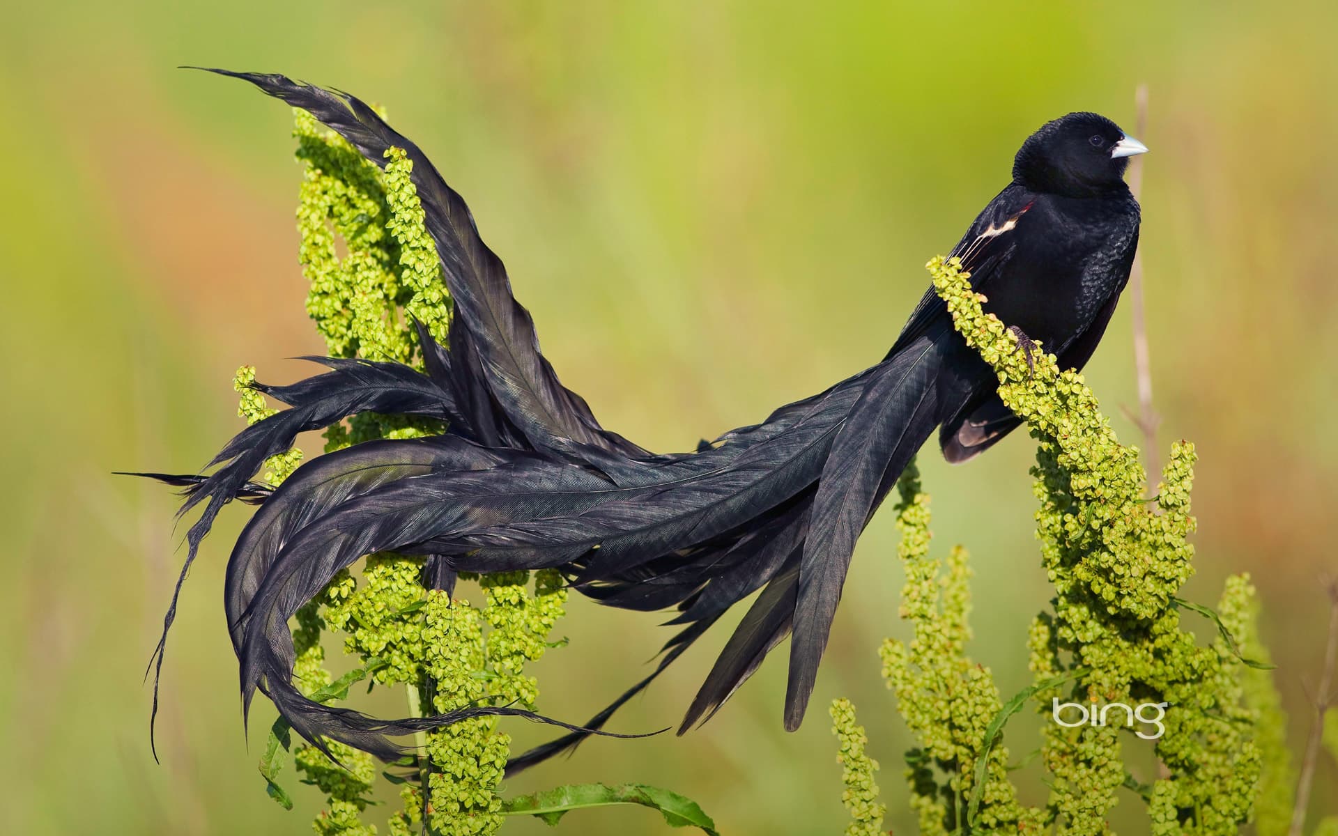 Bing Wallpaper: Long-tailed widowbird male in breeding plumage, Marievale Bird Sanctuary, South Africa