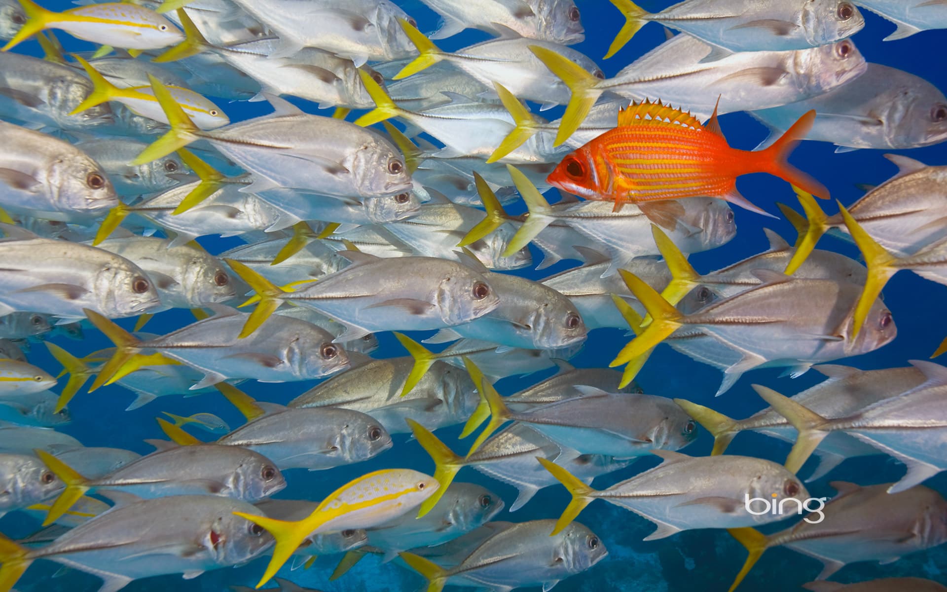 Bing Wallpaper: Longjaw squirrelfish swims against school of horse-eye jacks, Lighthouse Reef, Belize